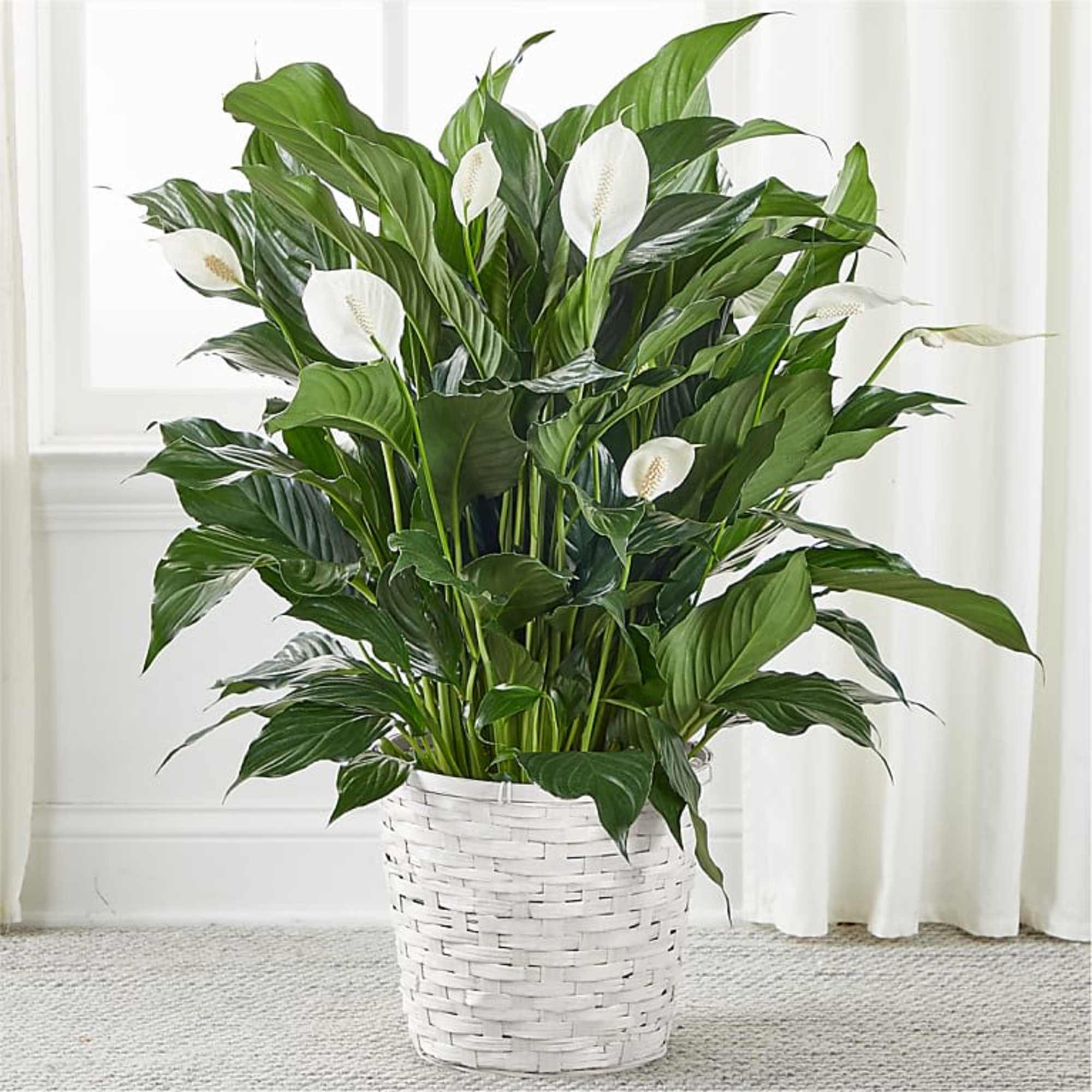 White peace lilies in a white woven basket planter