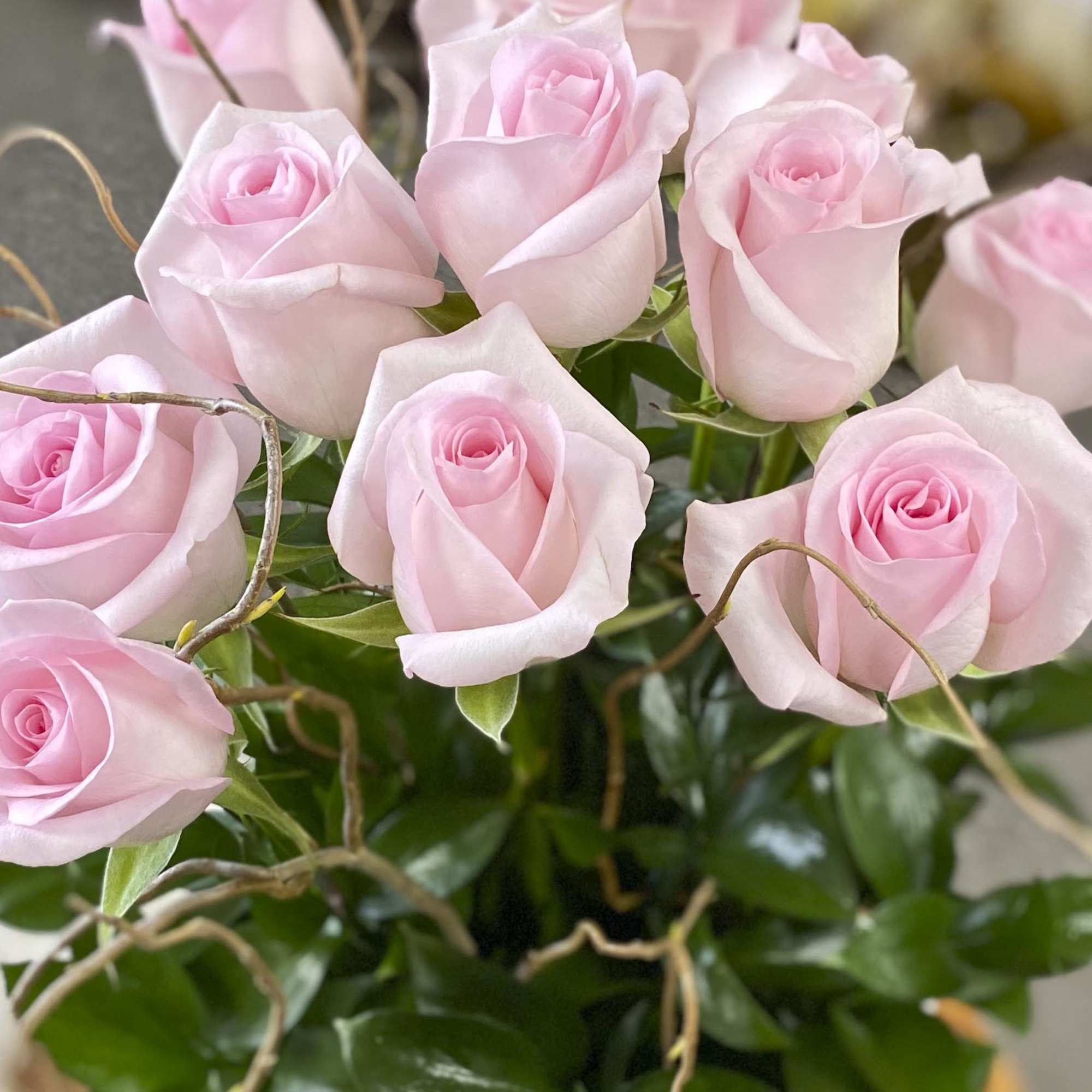 Bouquet of pale pink roses with glossy green foliage
