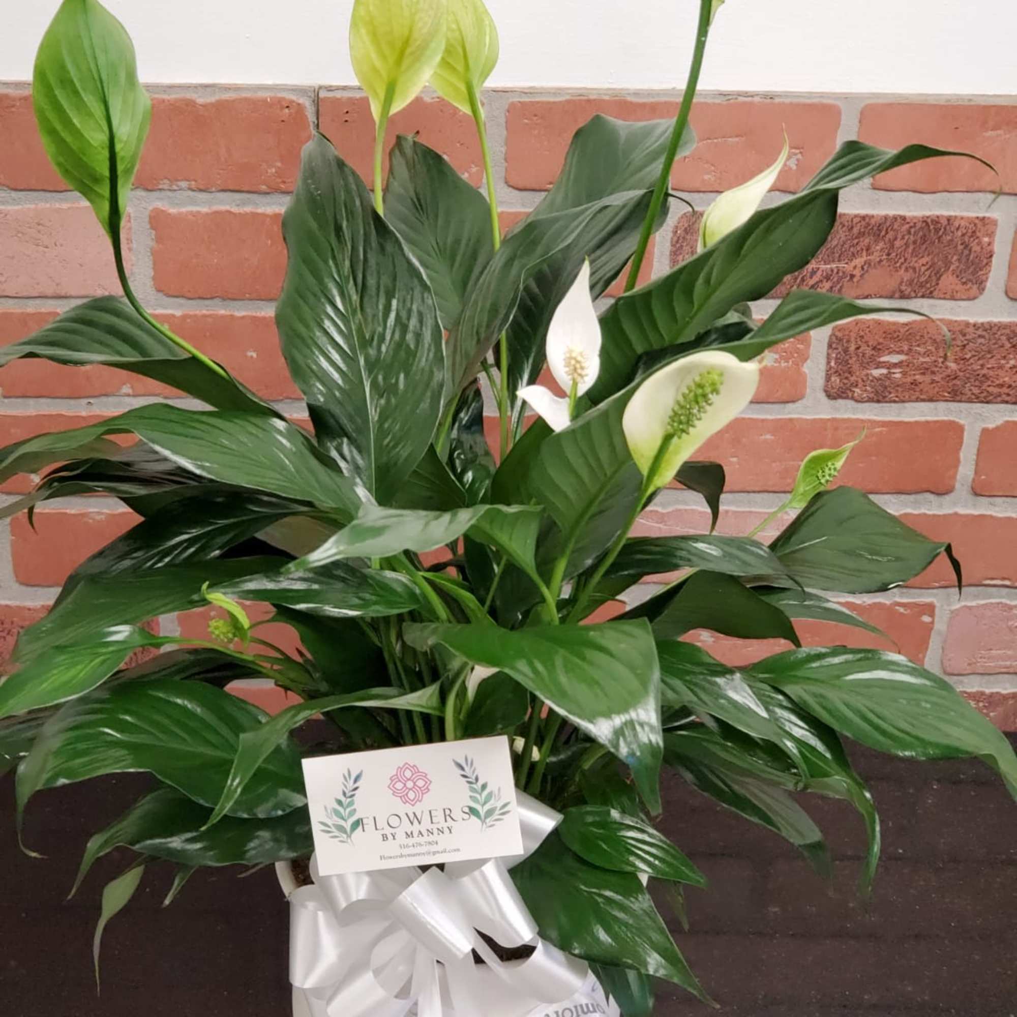 Potted peace lily arrangement with white blooms and glossy green leaves