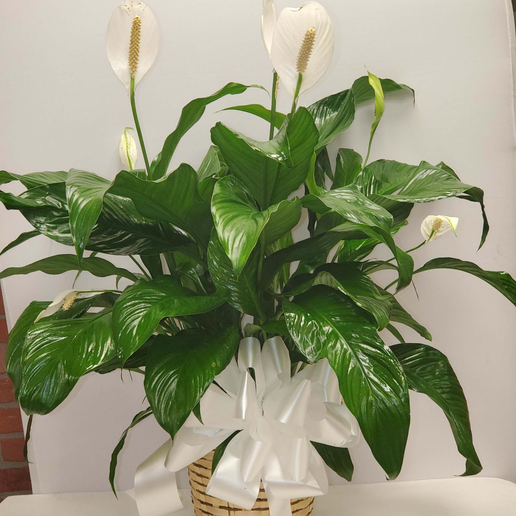 White peace lilies in a woven basket with a white ribbon bow