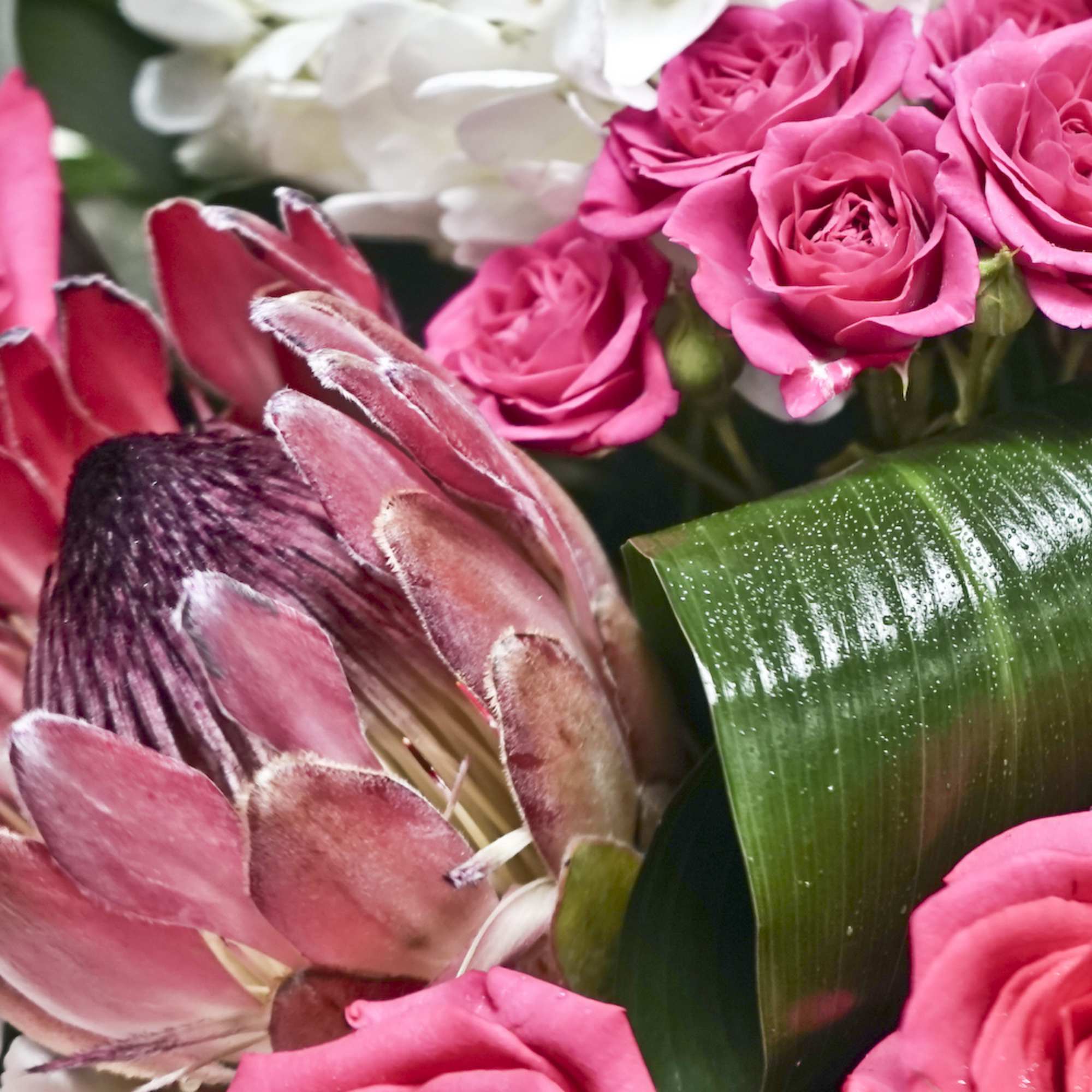 Pink roses and a pink protea in a close-up bouquet