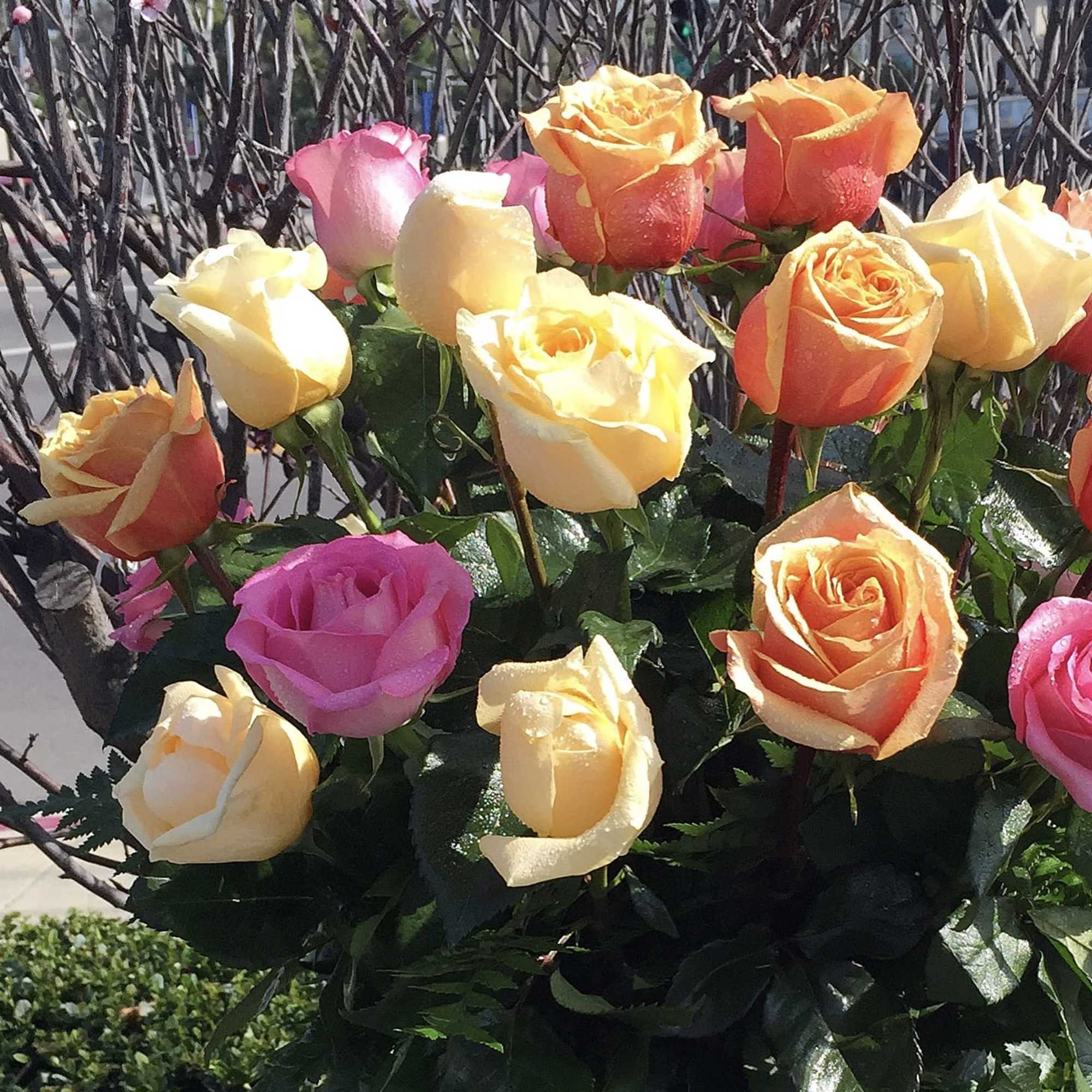Bouquet of multicolored roses in pink, yellow, and orange