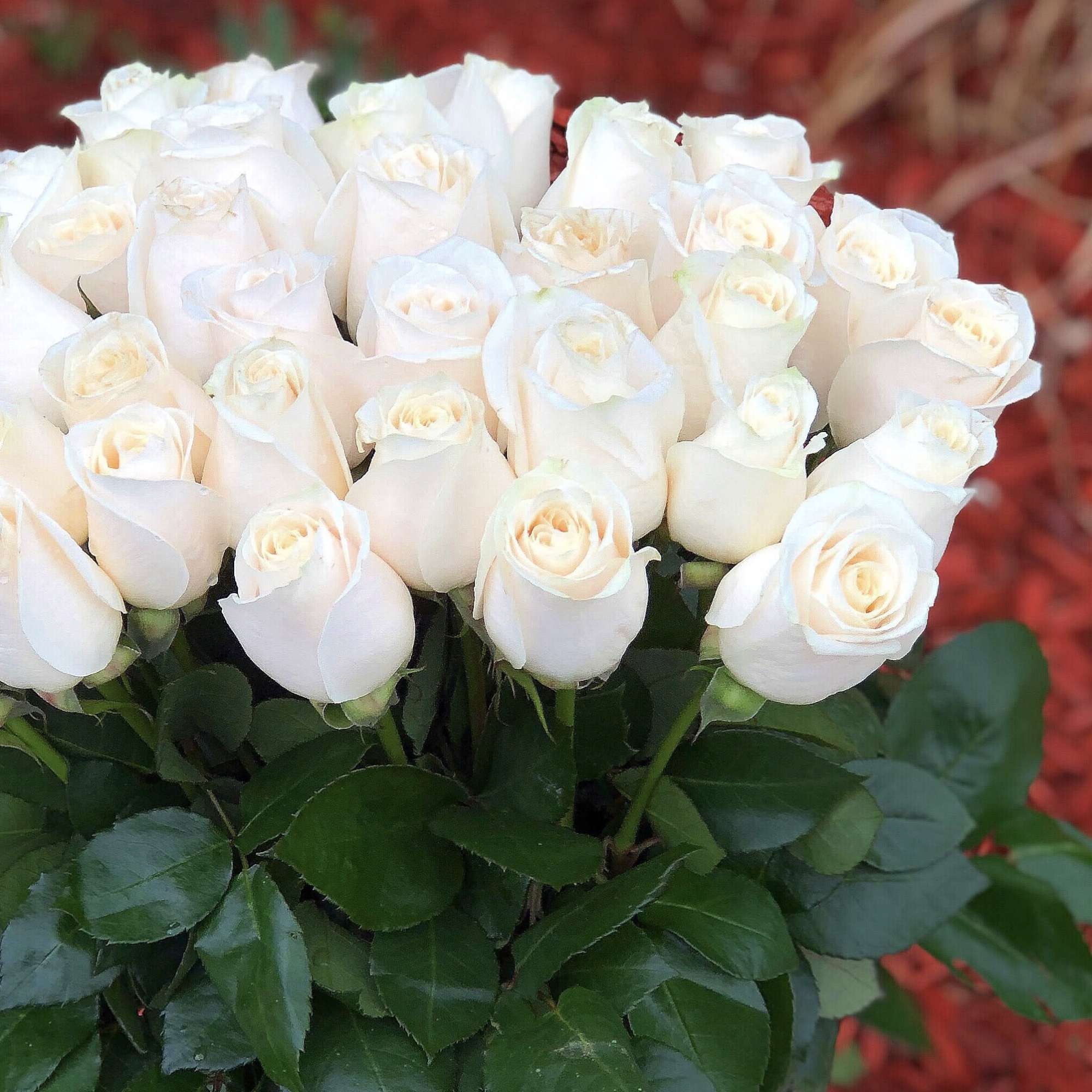 Bouquet of white roses with dark green leaves