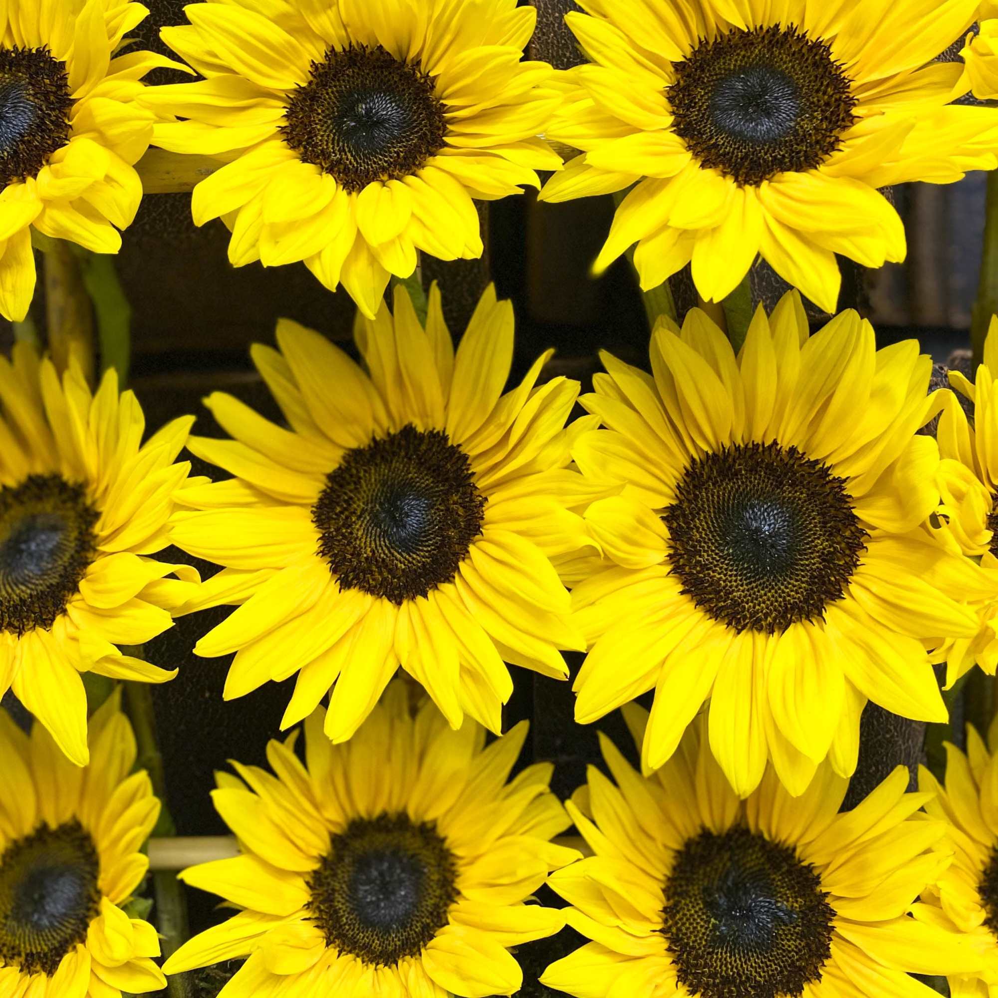 Close-up of bright yellow sunflowers with dark centers