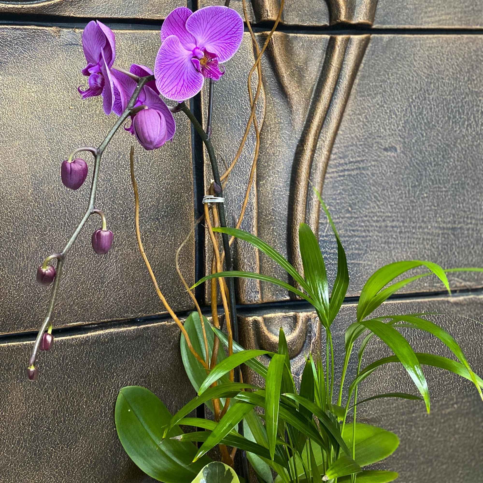 Purple orchid blooms with green potted foliage against a textured wall