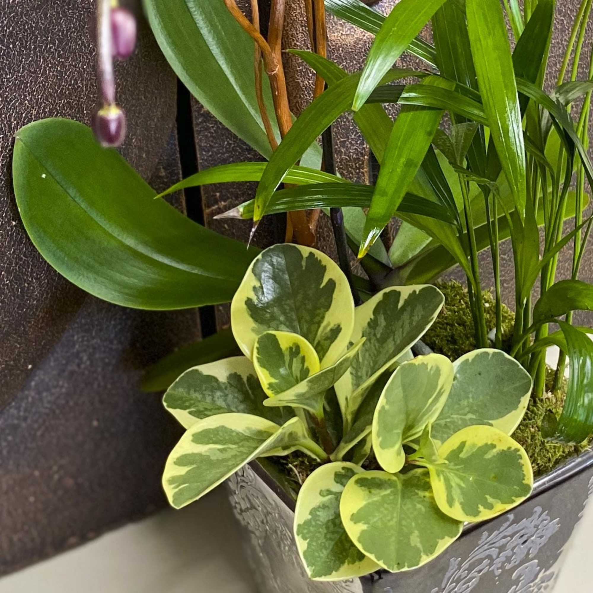 Potted tropical plant arrangement with variegated leaves in a decorative container
