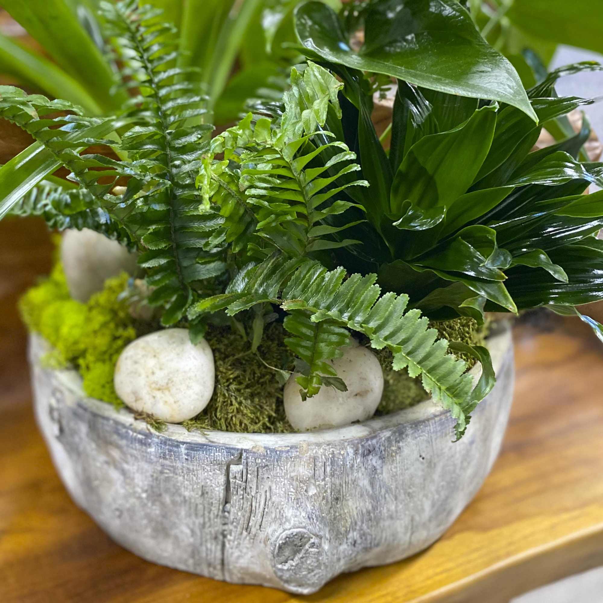 Potted fern arrangement in a rustic gray bowl with moss and white stones
