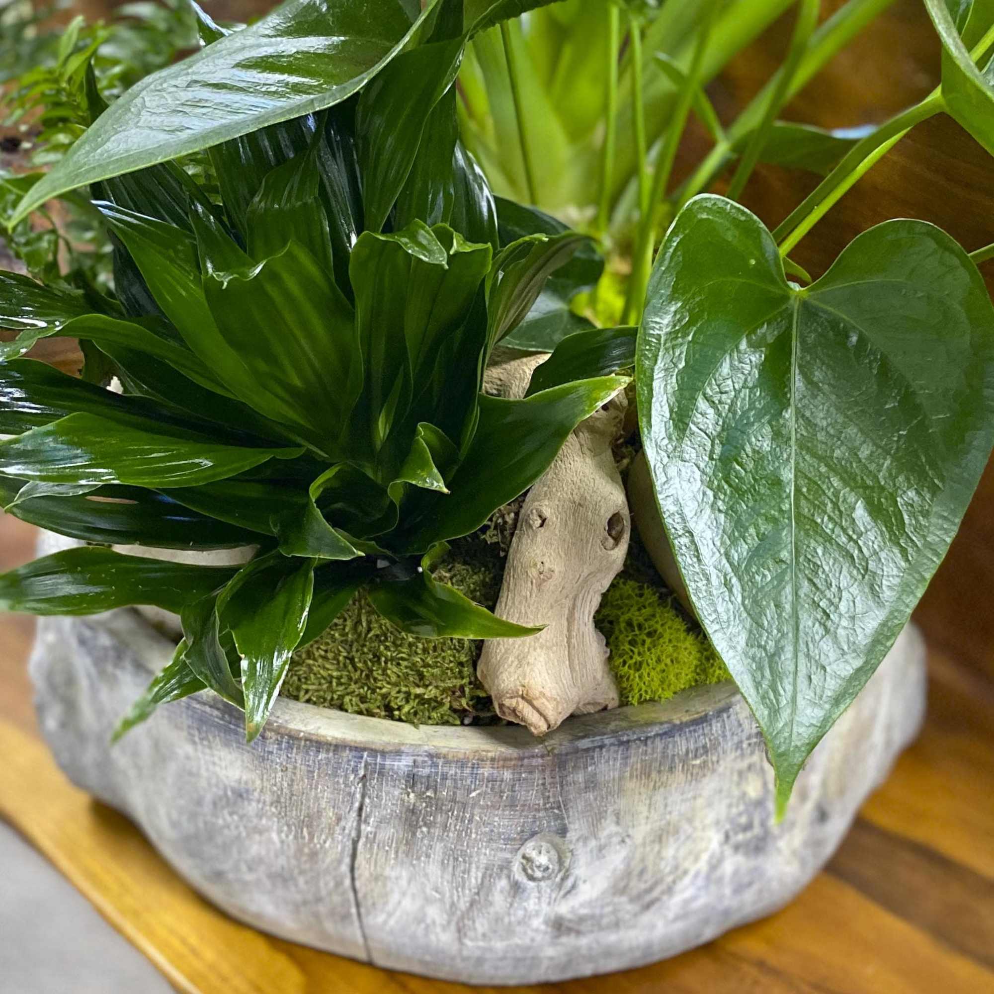 Tropical potted plant with glossy green leaves in a rustic bowl planter