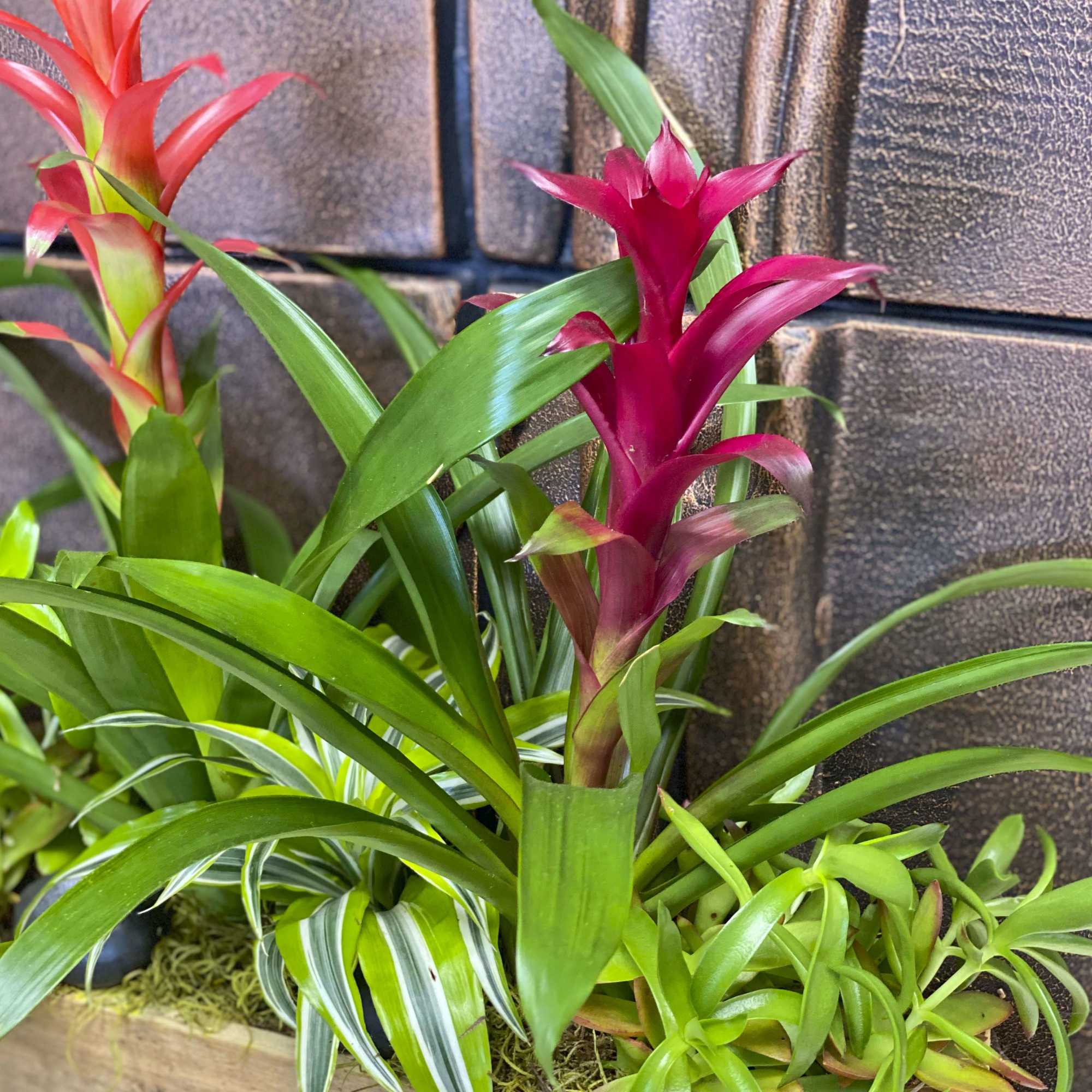 Potted bromeliad plants with bright pink flower spikes