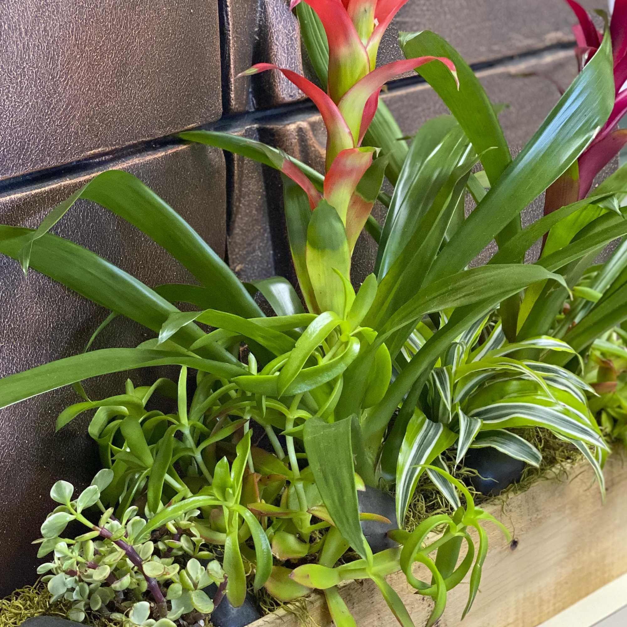 Mixed potted succulents and tropical plants in a planter