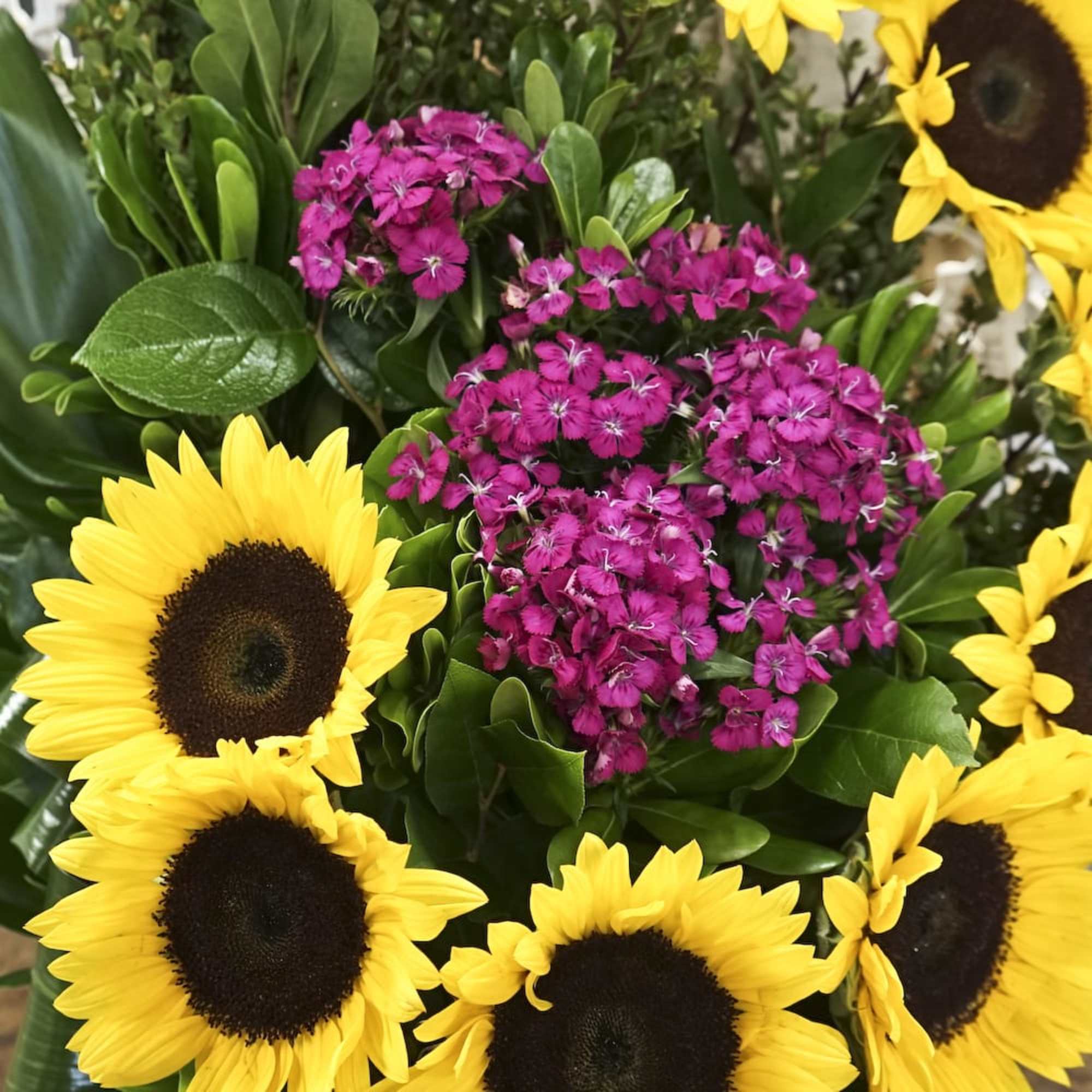 Bouquet of yellow sunflowers and magenta dianthus