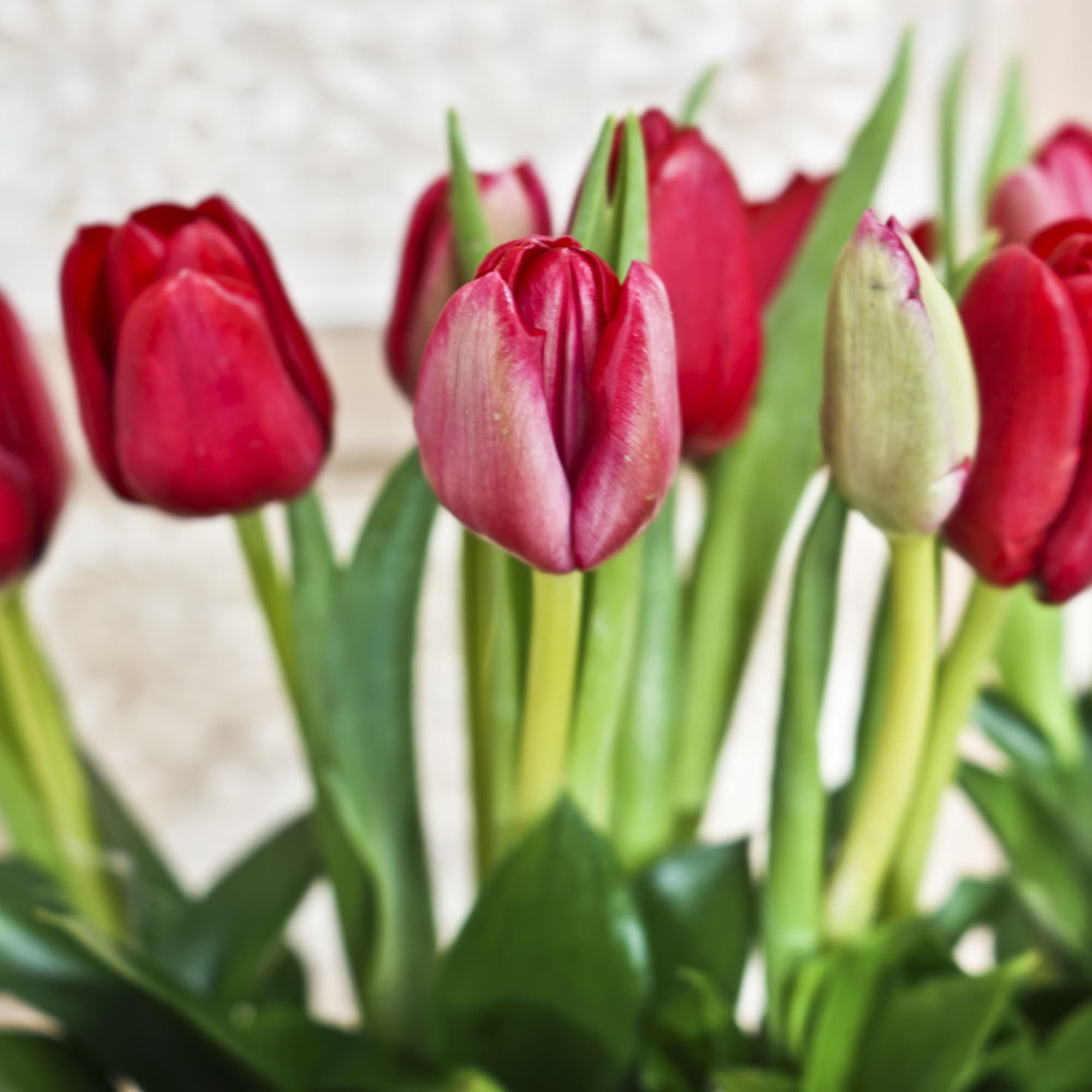 Bouquet of red and pink tulips with green leaves
