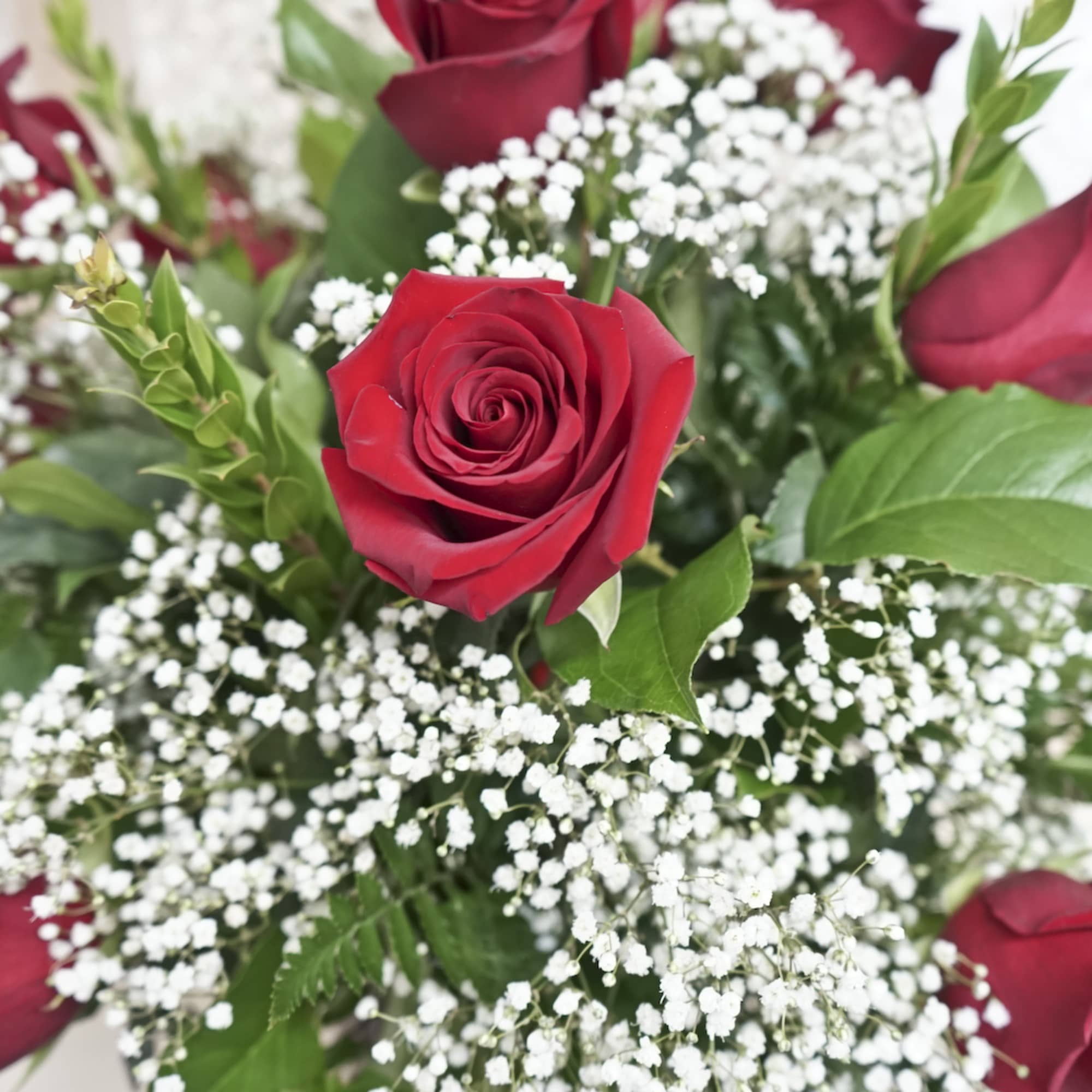 Red roses with white baby's breath in a bouquet