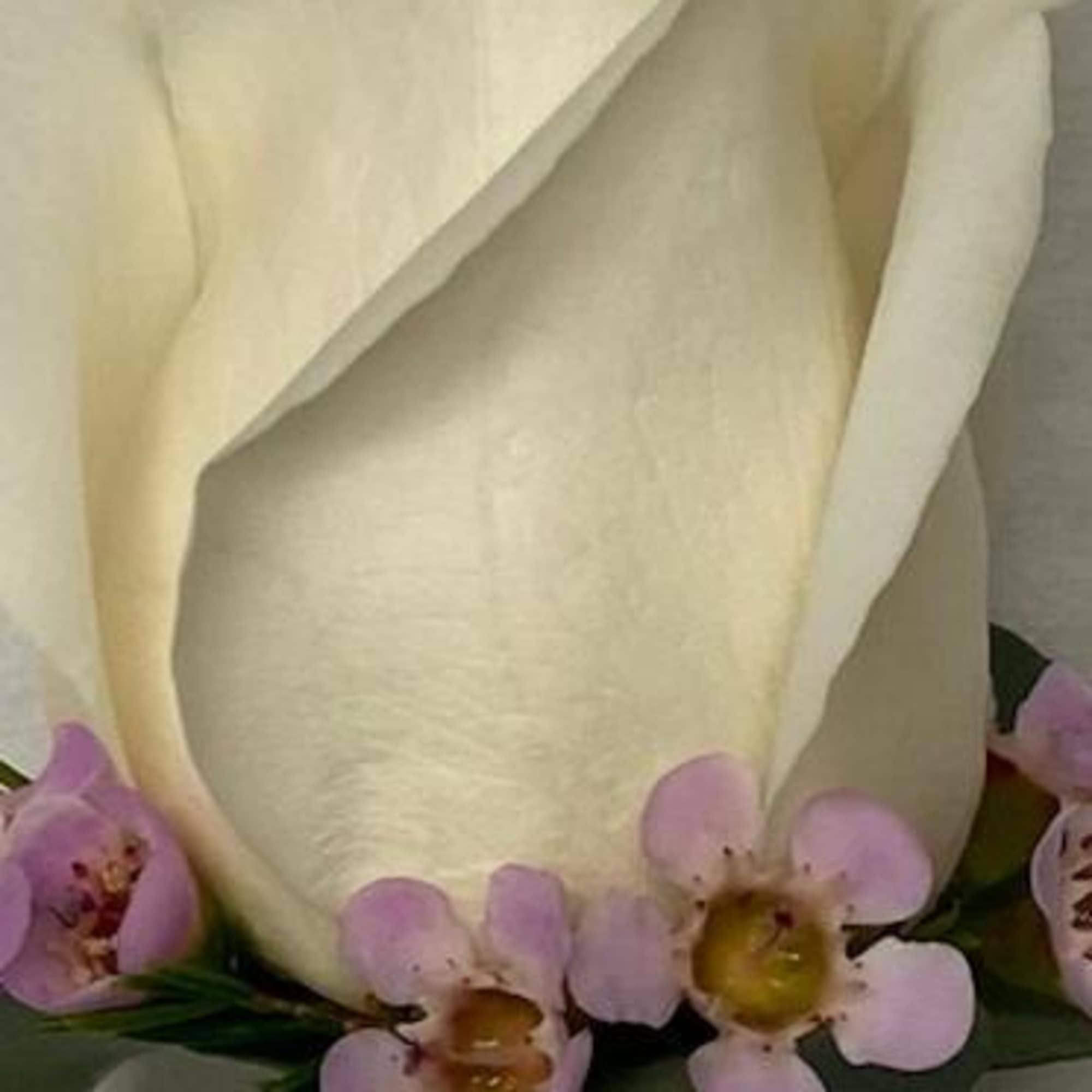 Cream rose boutonniere with small pink blossoms