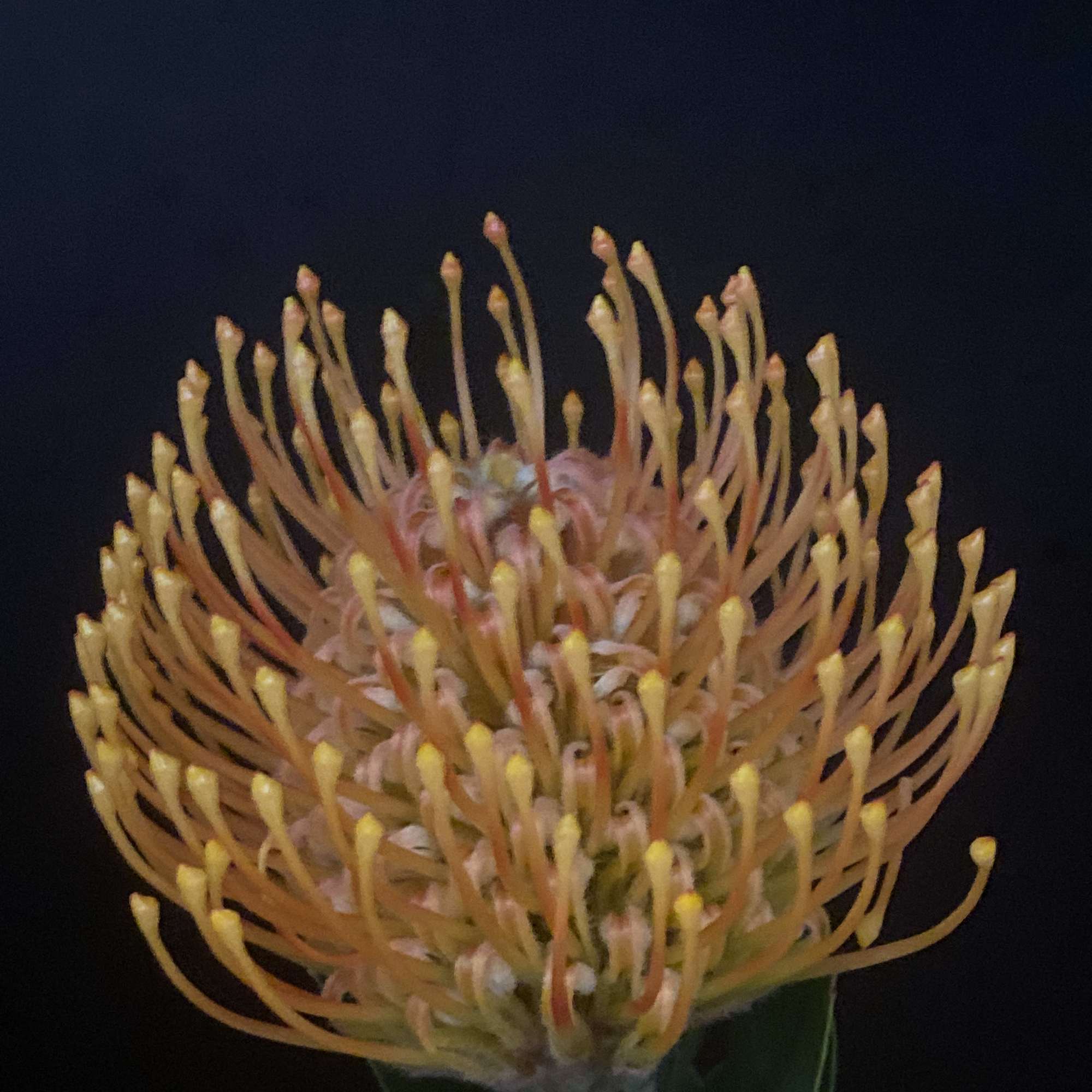 Orange pincushion protea bloom against a dark background