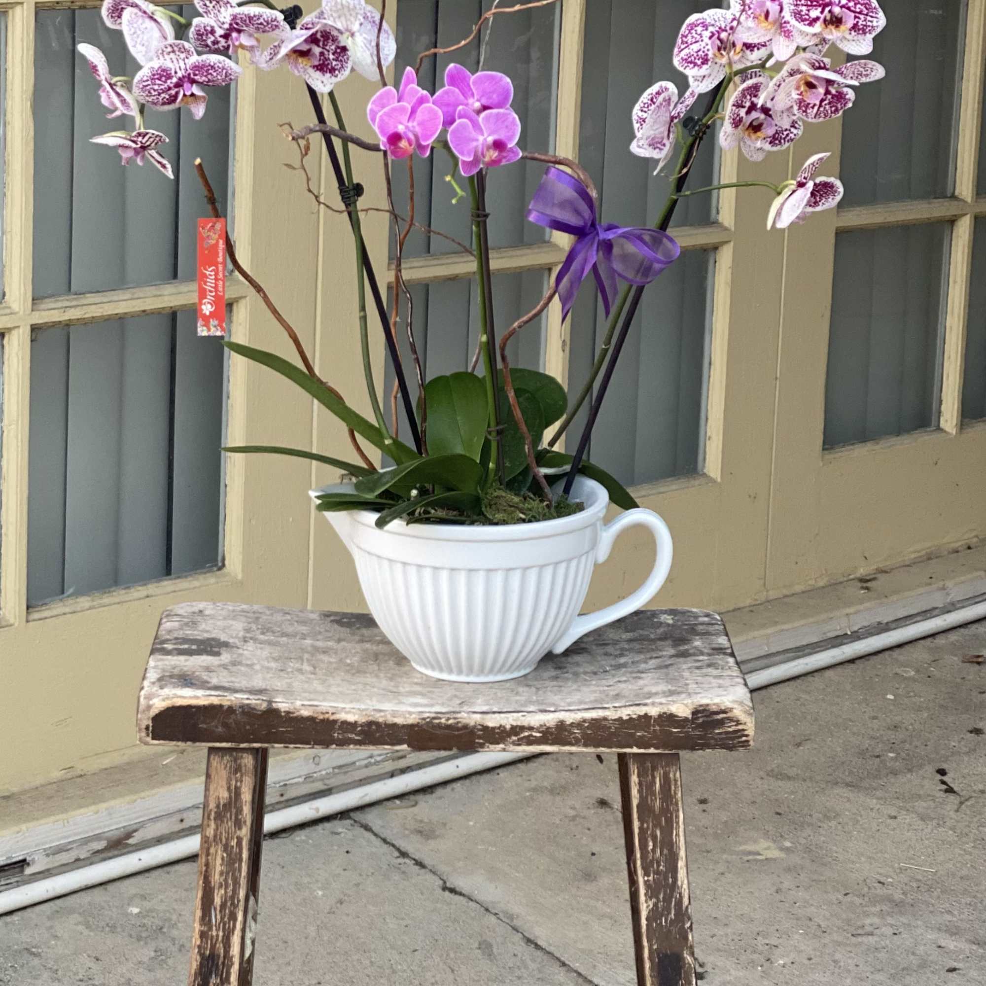 Potted orchids arranged in a white teacup-shaped container