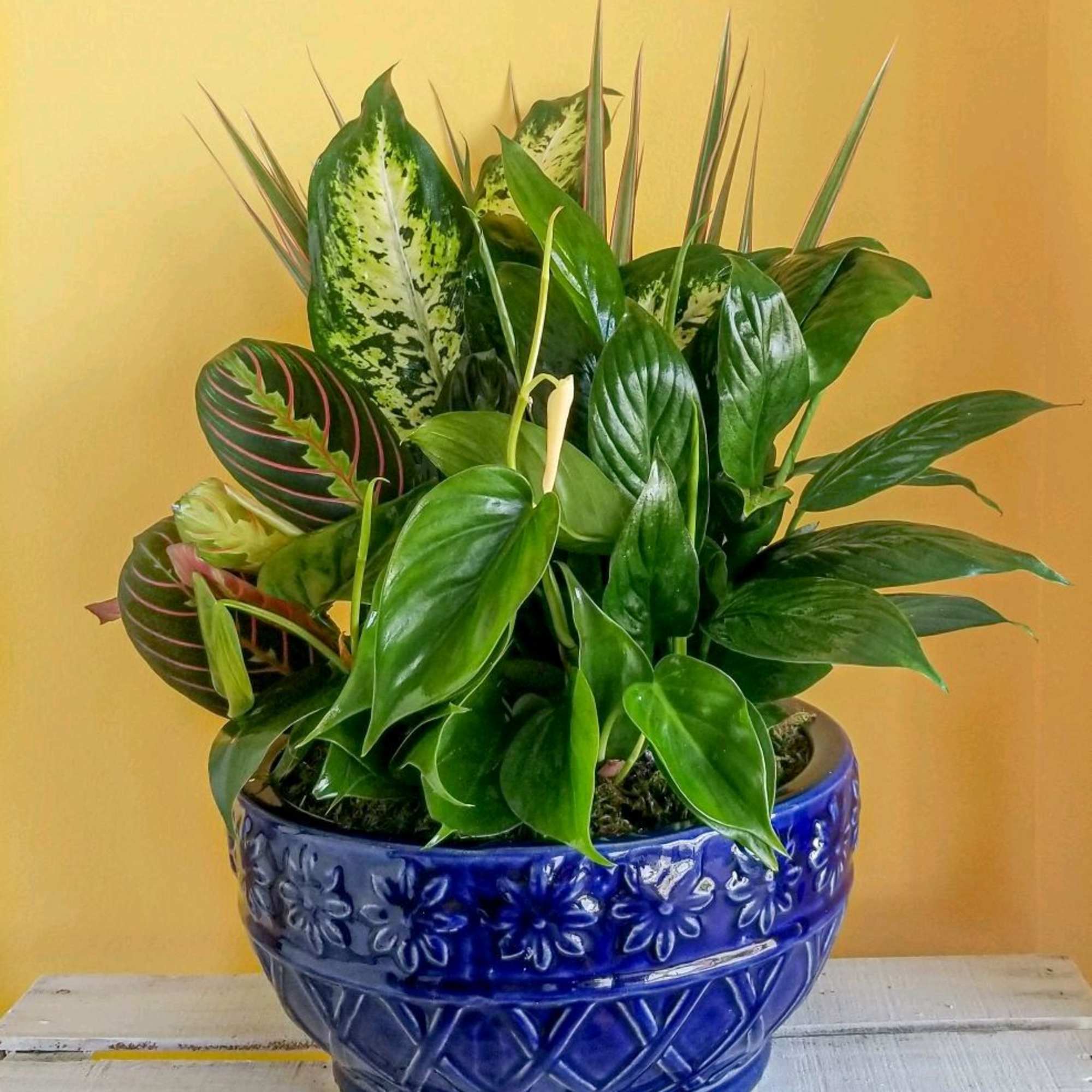 Mixed green houseplants in a blue ceramic pot