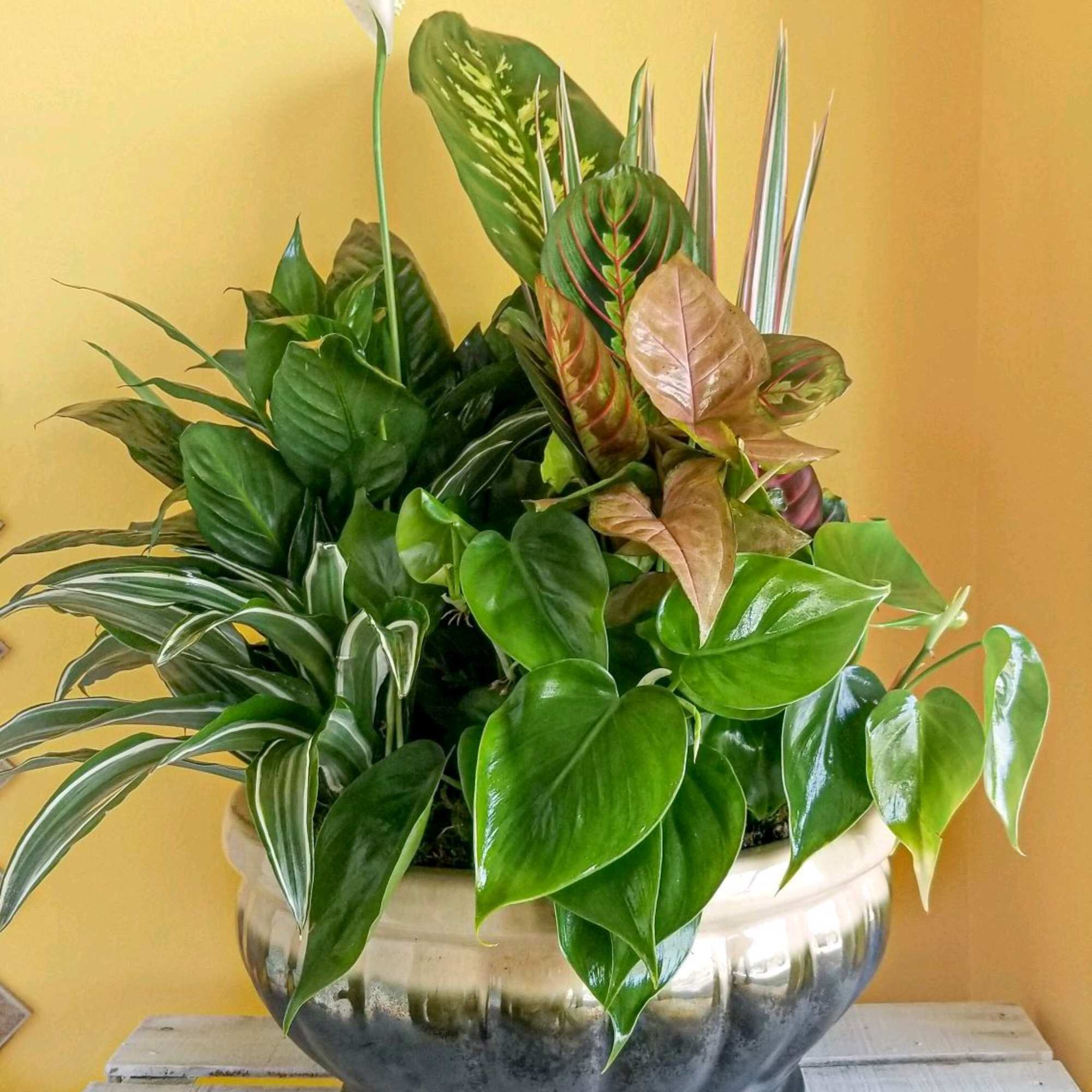 Potted arrangement of assorted green houseplants in a ceramic bowl