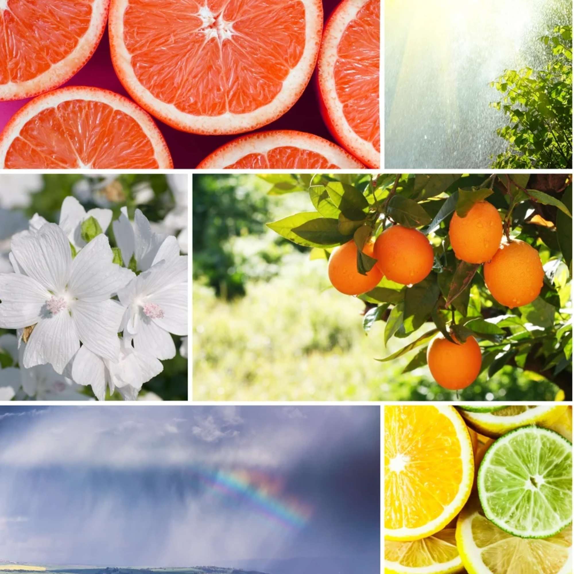 Citrus-themed fragrance graphic with oranges, lemons, and white flowers