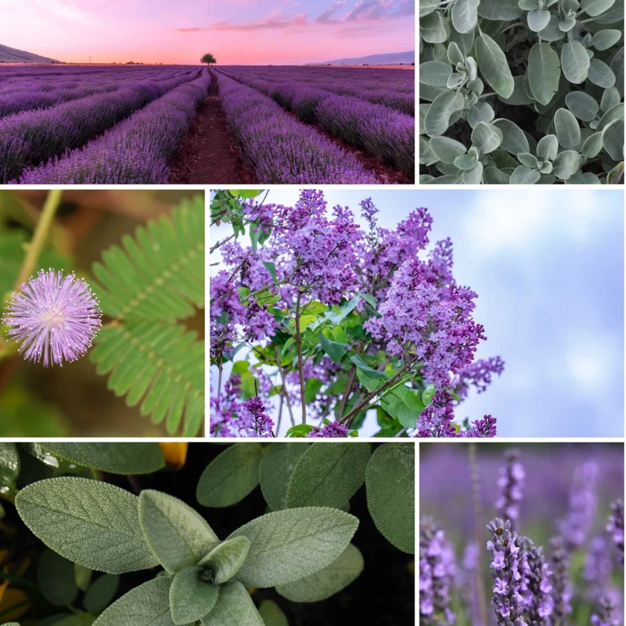 Lavender Dreams scent description: Calming lavender perfectly blended with lilac, sage and, photo 2 of 2