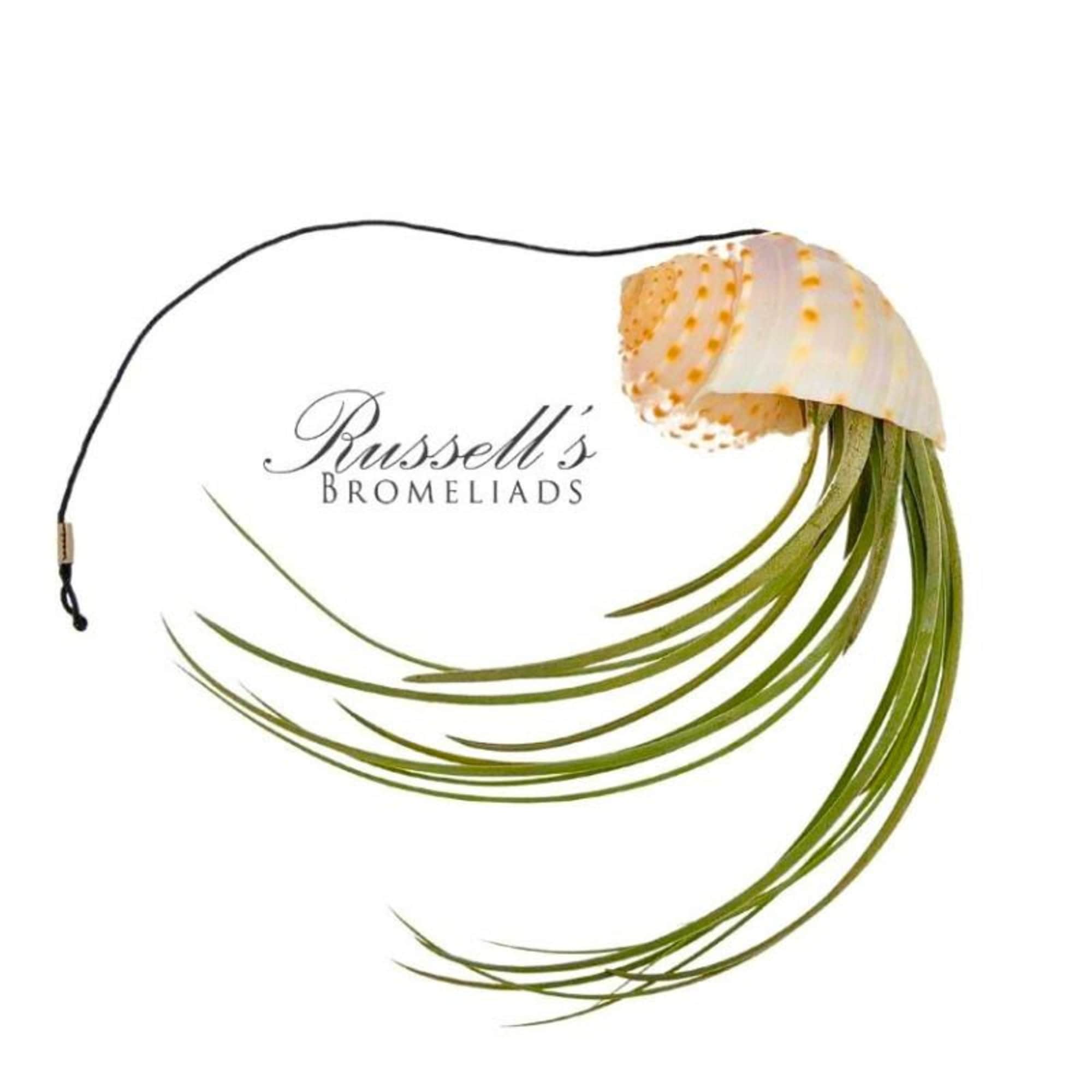 Single bromeliad bloom with long trailing green leaves on a white background