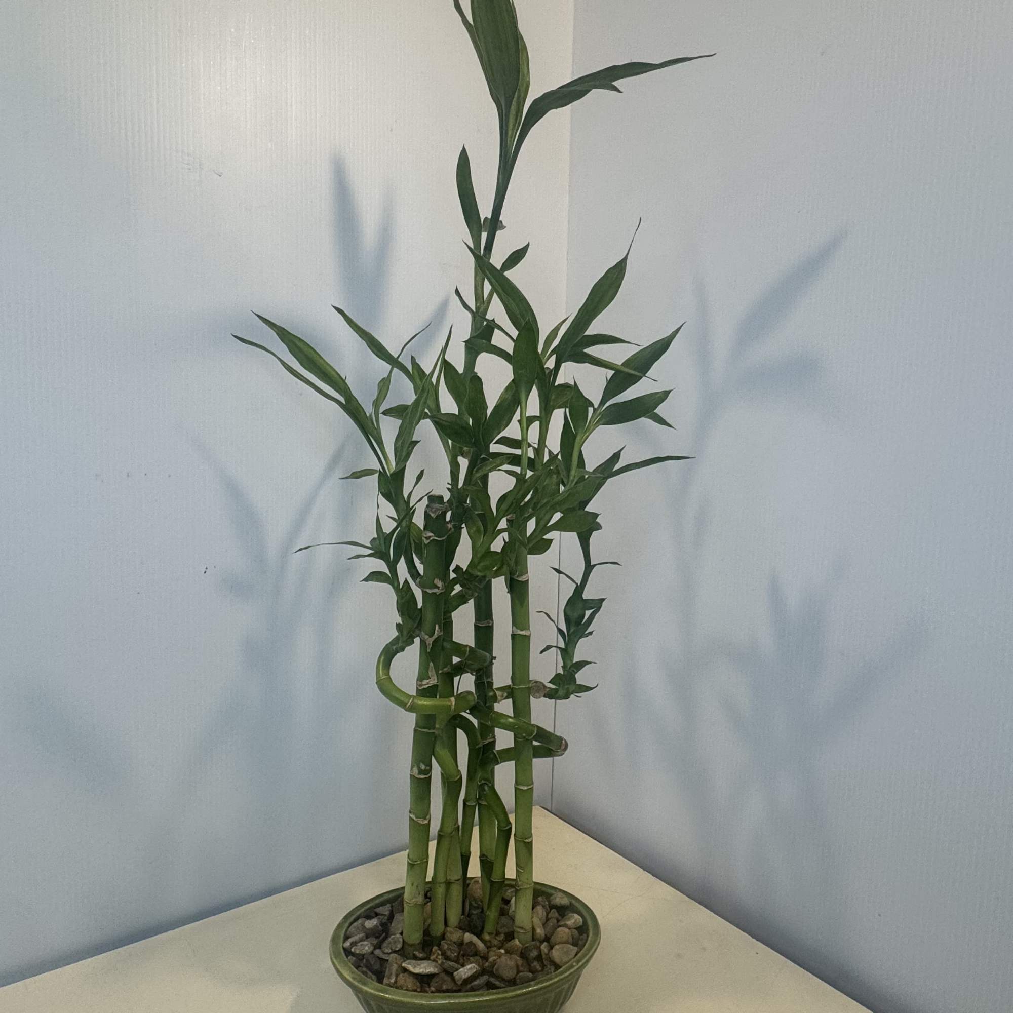 Potted lucky bamboo plant in a shallow green bowl with pebbles