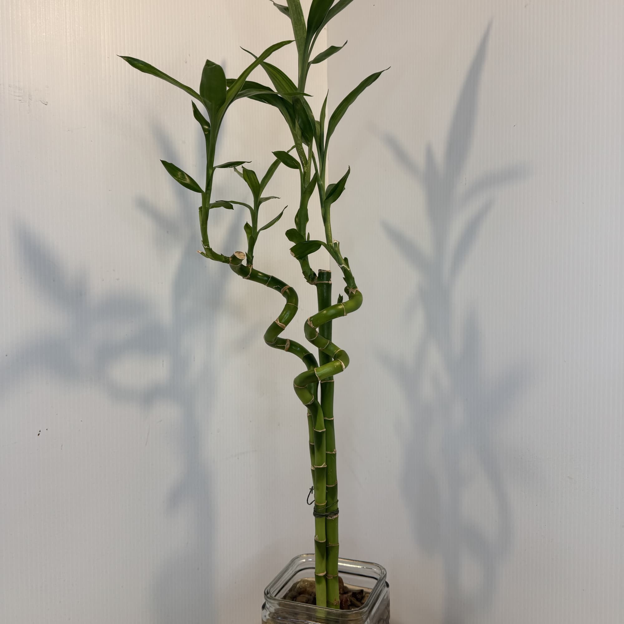 Potted lucky bamboo plant in a square glass vase with pebbles