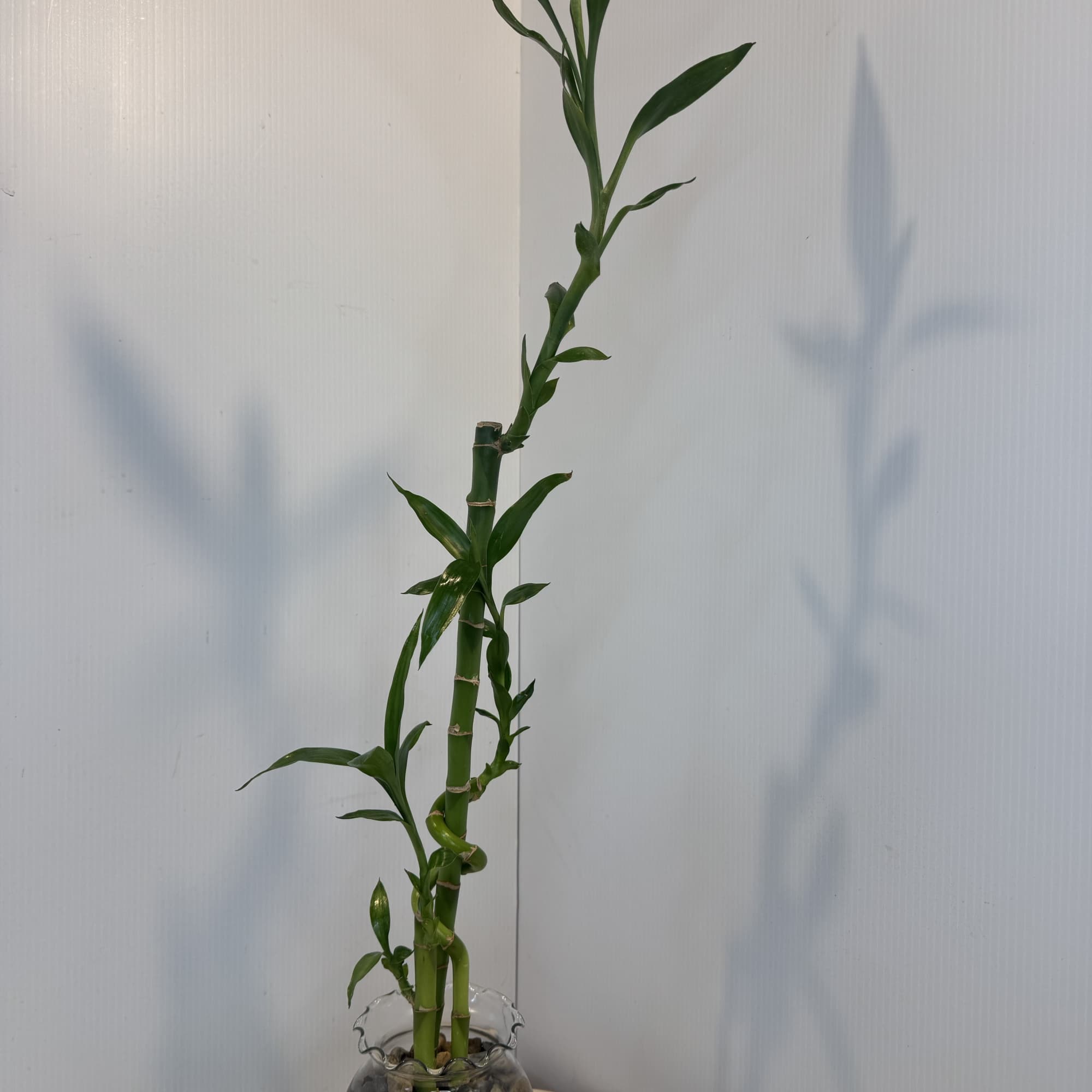 Potted lucky bamboo plant in a glass vase with stones
