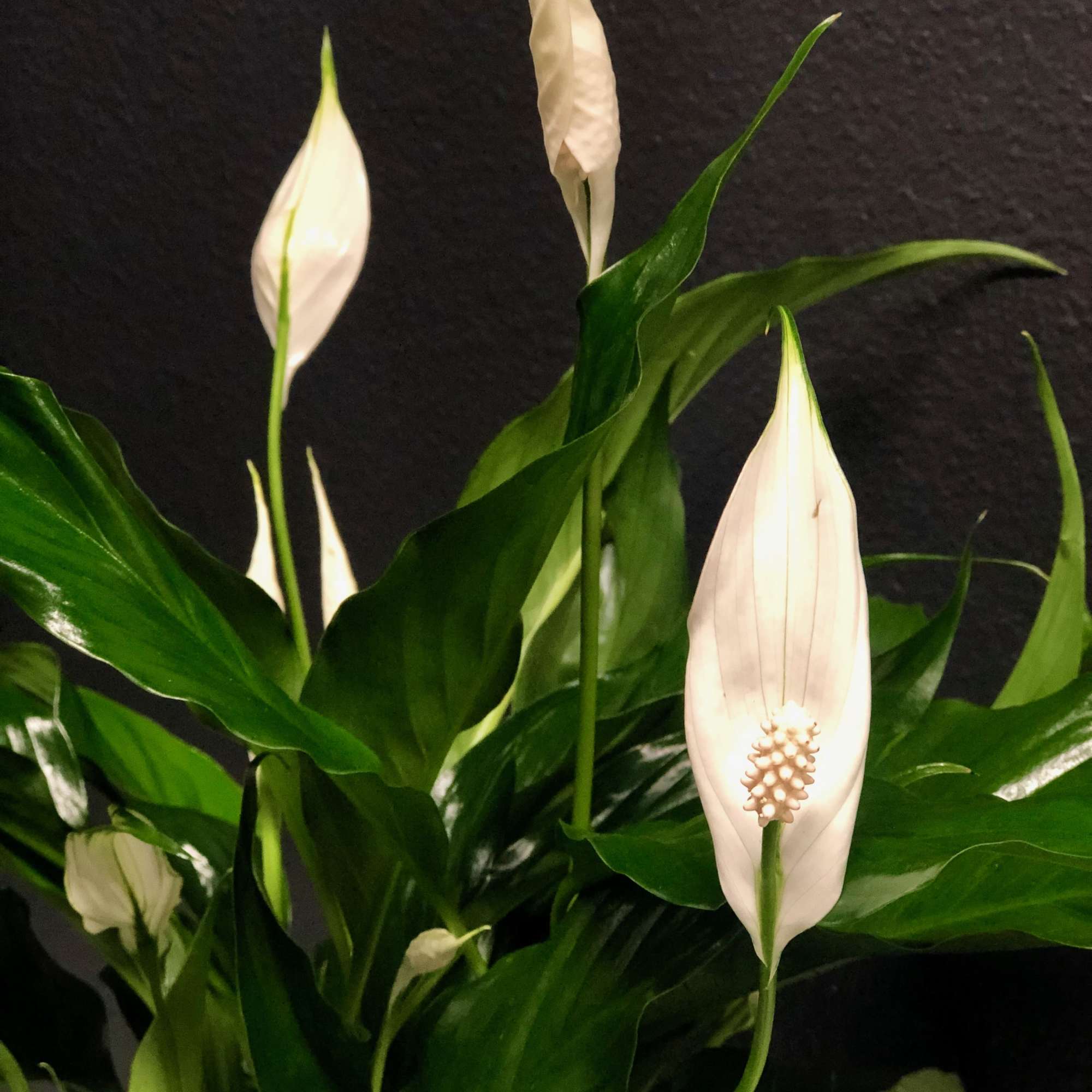 A lush, green peace lily in a&nbsp;ceramic pot, dressed with moss. Pot, photo 2 of 2