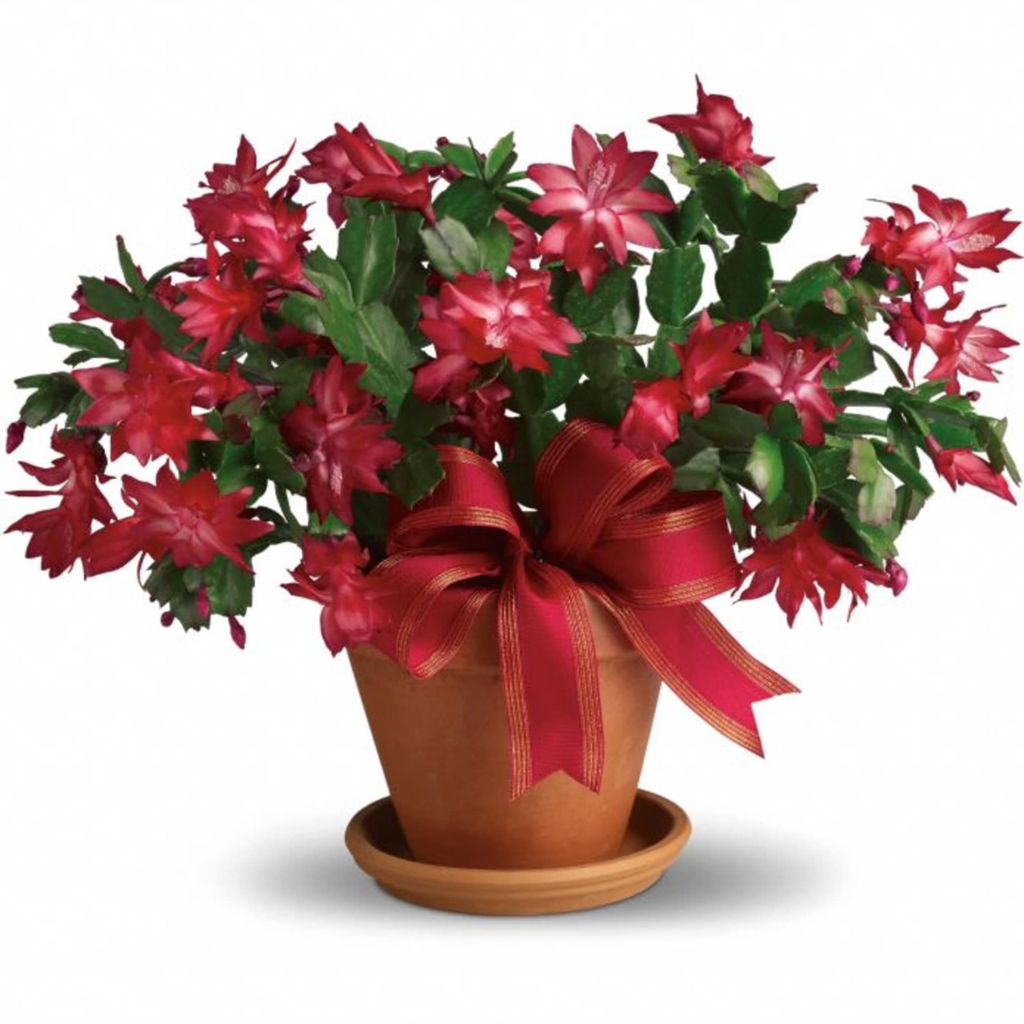 Red Christmas cactus in a terracotta pot with a red ribbon