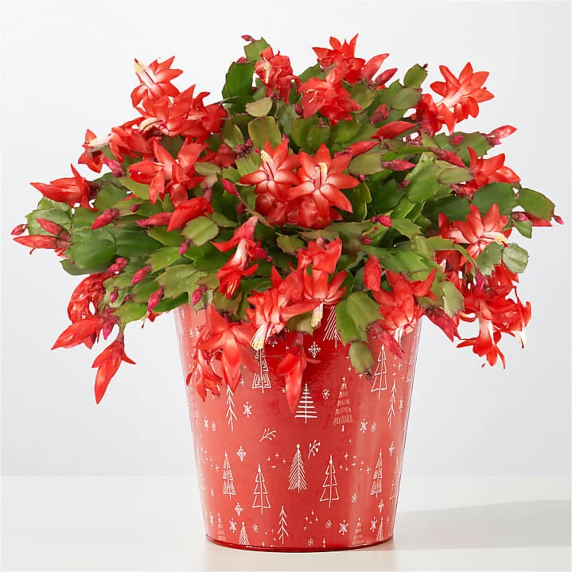 Red Christmas cactus in a red decorative pot
