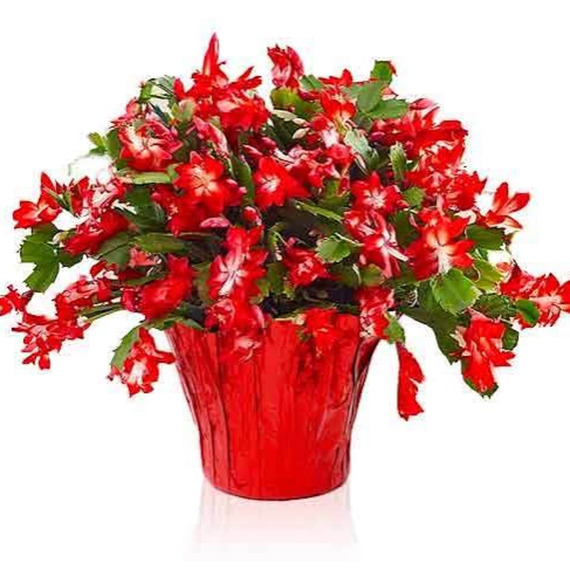 Red and white flowers arranged in a red vase