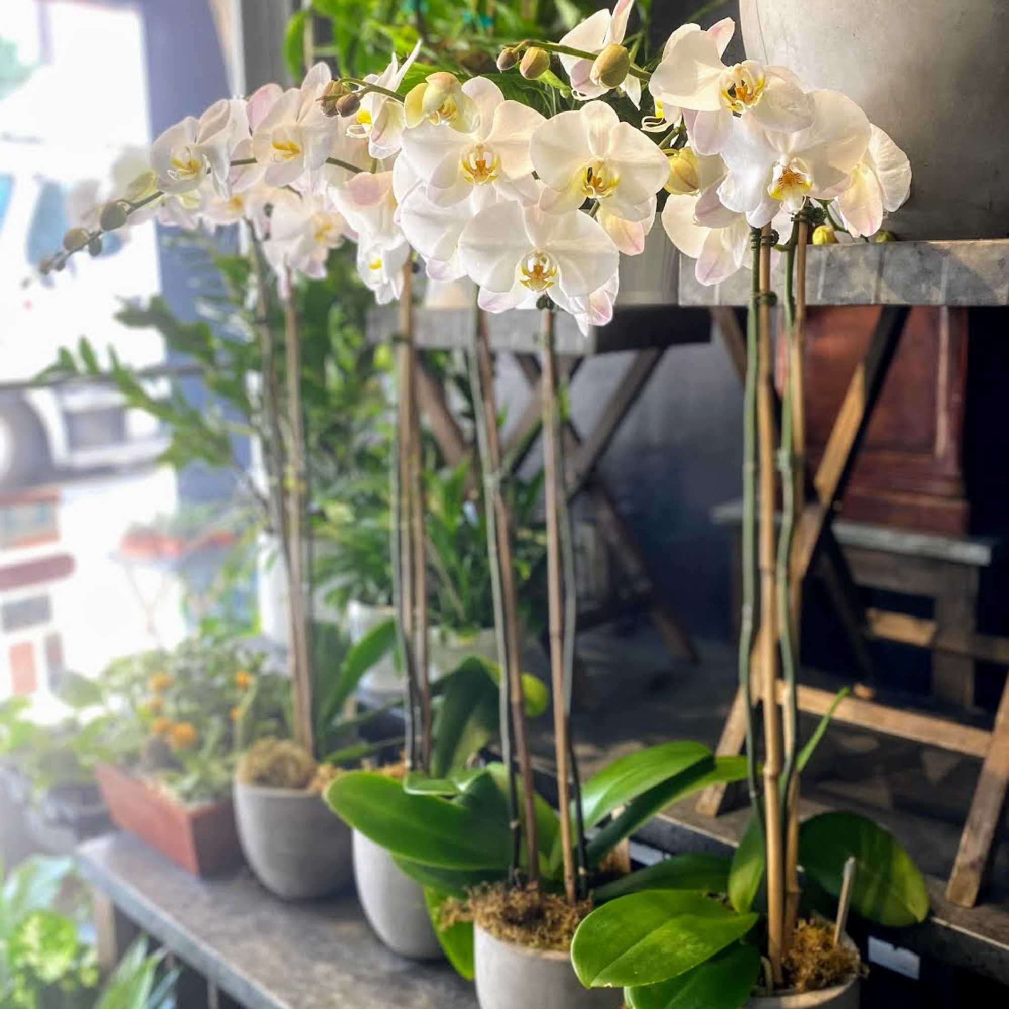 Row of white orchid plants in small gray pots on a shelf