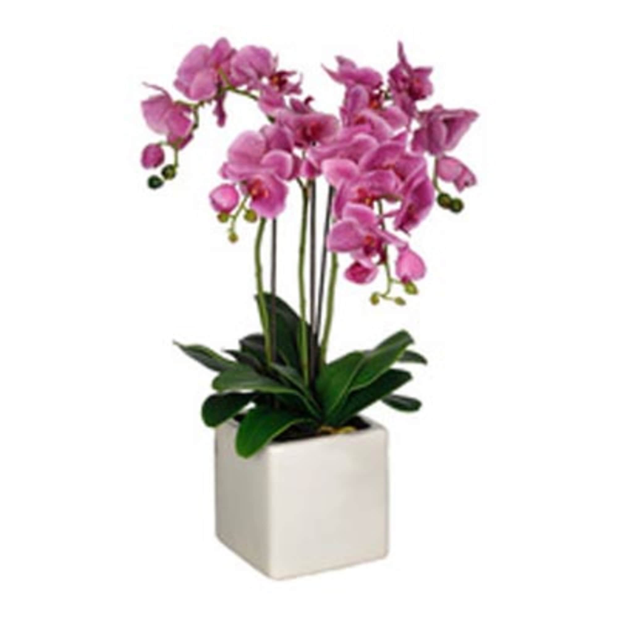 Pink phalaenopsis orchid plant with multiple stems in a white square pot