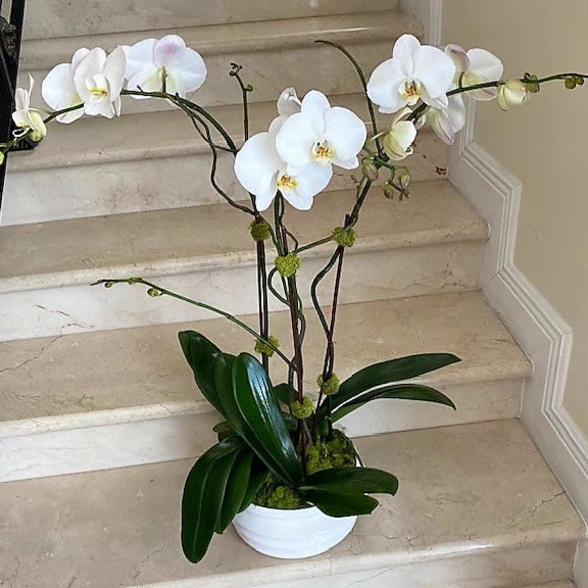 White phalaenopsis orchid plant with multiple blooming stems in a white pot