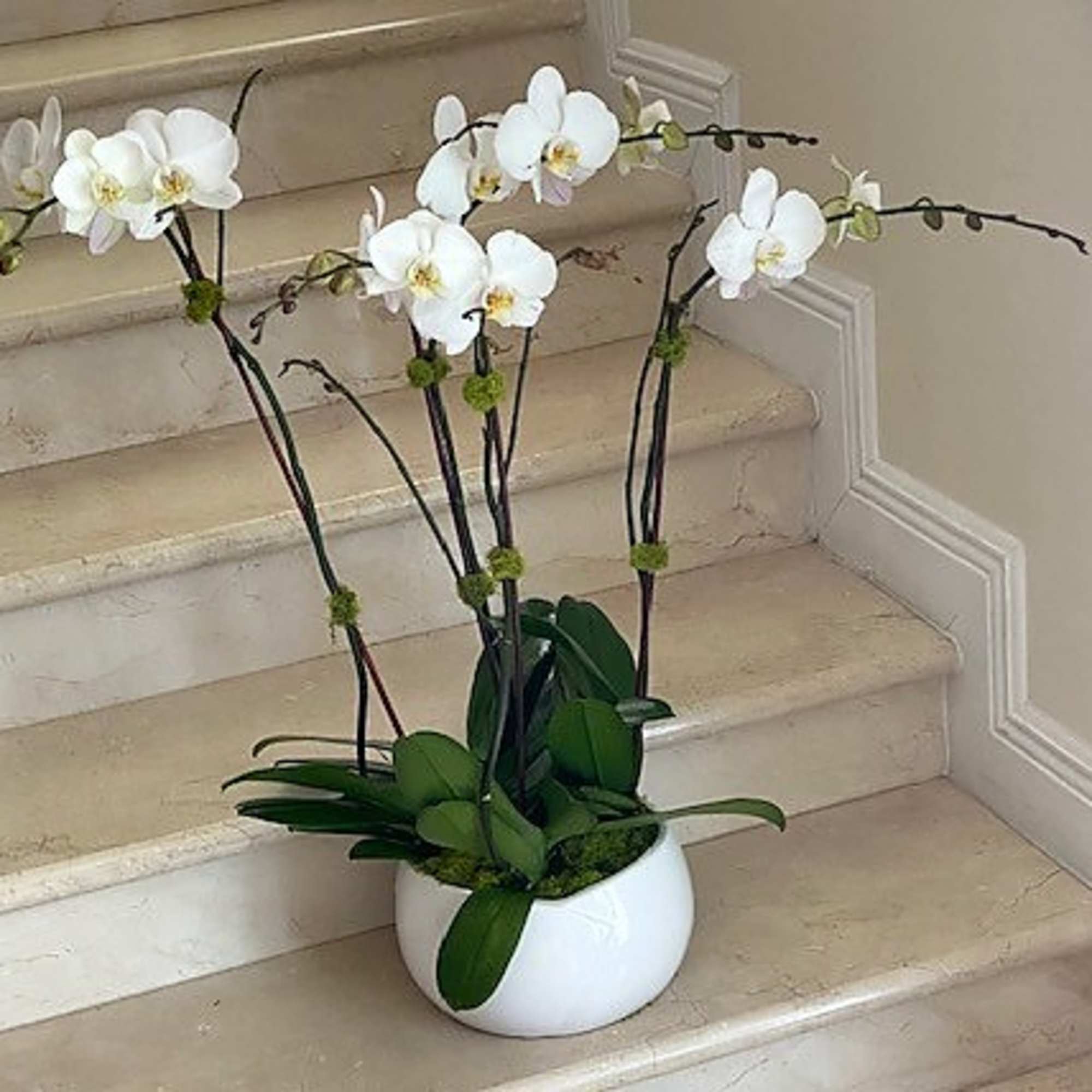 White phalaenopsis orchid plant with multiple stems in a round white pot on marble stairs