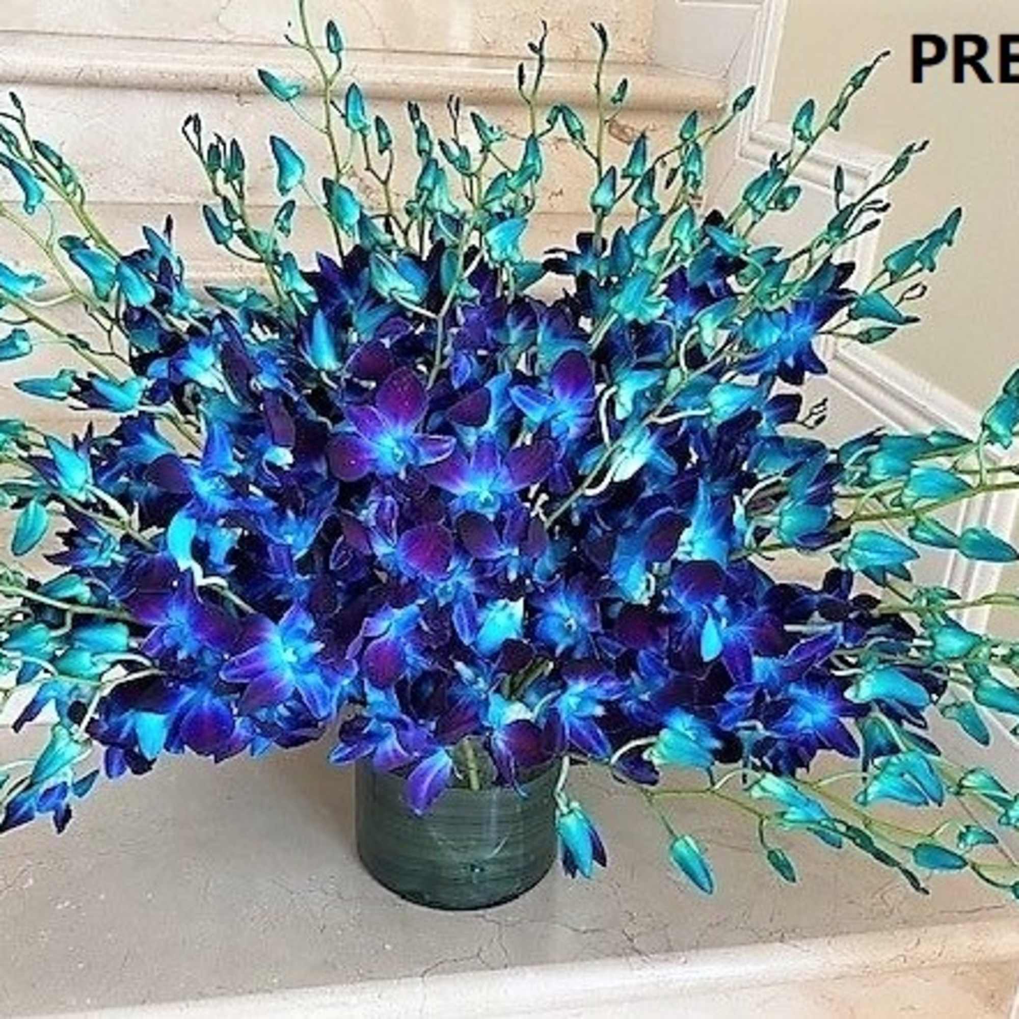 Large fan-shaped arrangement of blue and purple dendrobium orchids in a glass vase