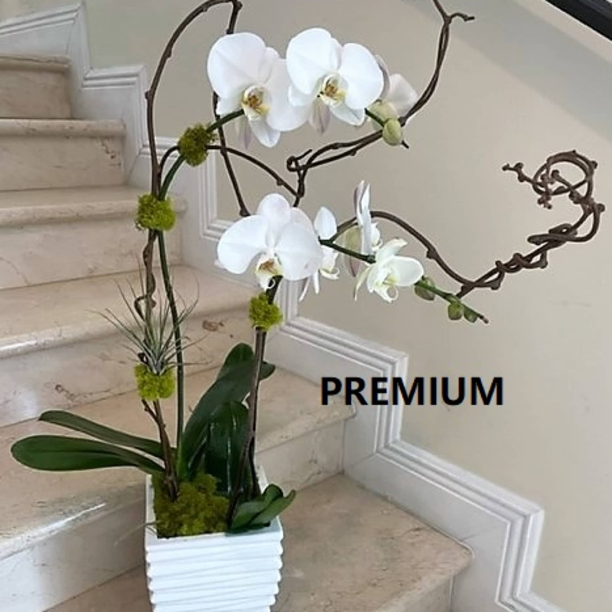 Tall white phalaenopsis orchid plant with curly branches in a white ceramic pot on a staircase.