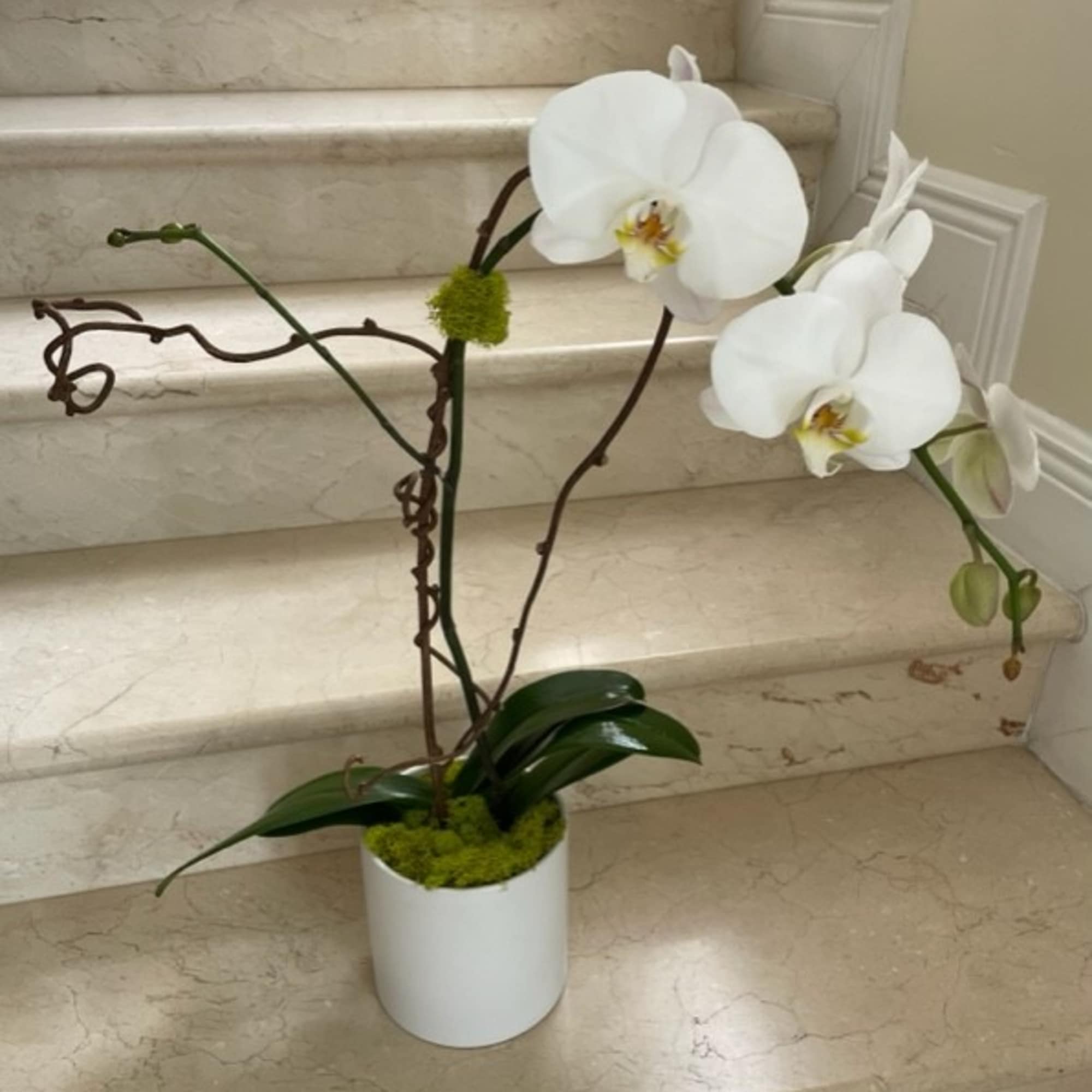 Tall white phalaenopsis orchid with moss in a white pot on marble steps
