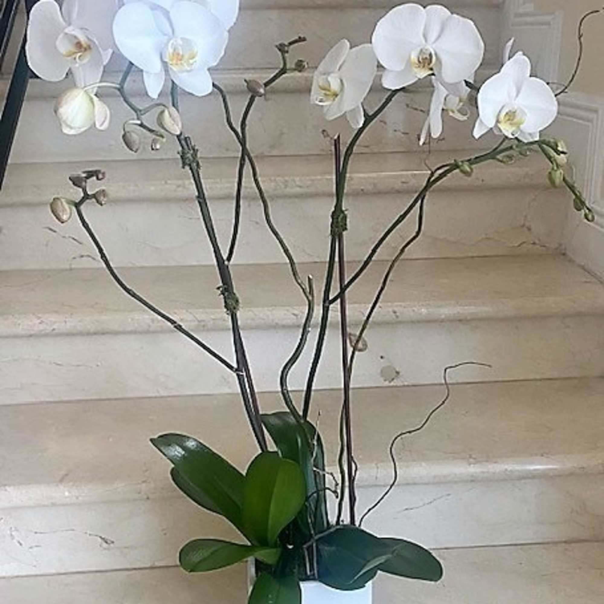 Tall white phalaenopsis orchid plant with multiple arching blooms in a white square pot.