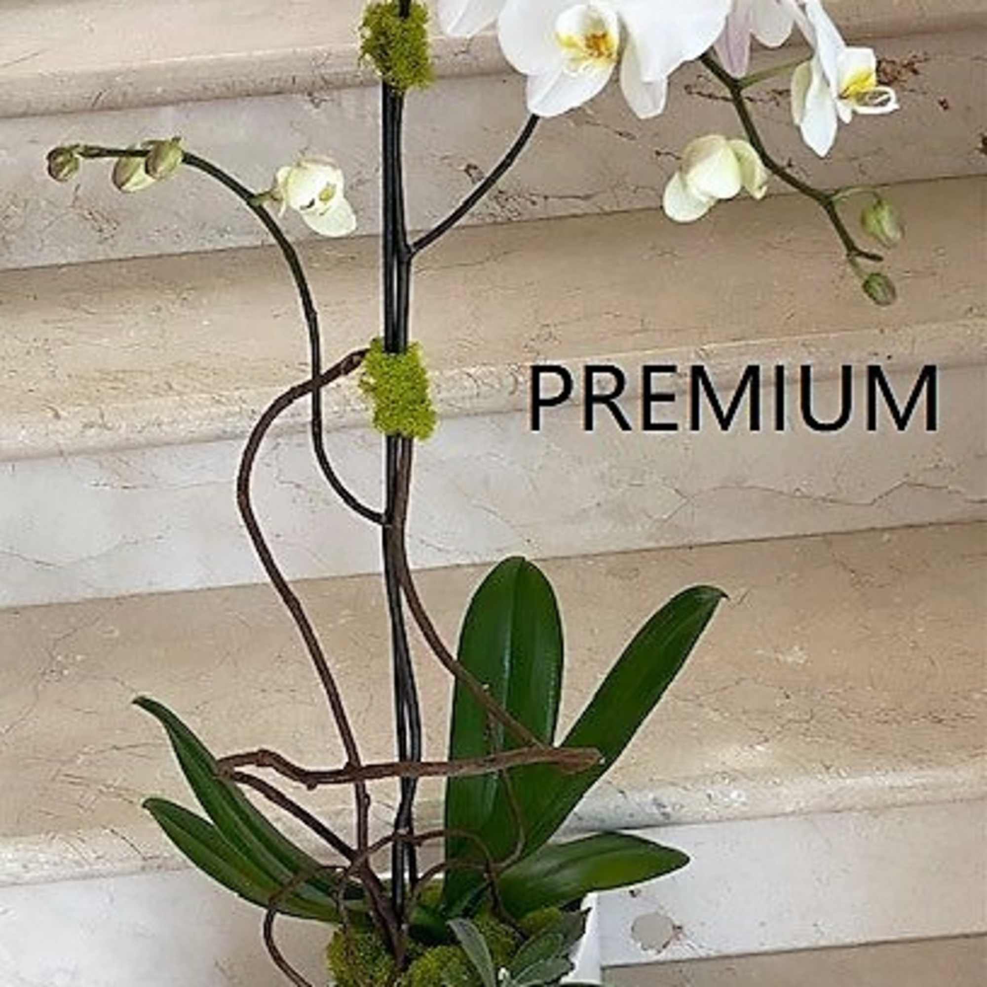 Tall white phalaenopsis orchid plant in a square white pot with twisted branches and moss accents.
