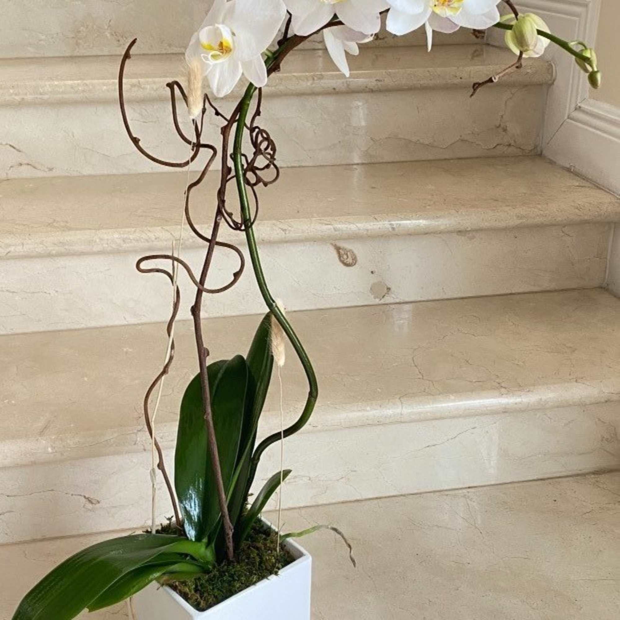Potted white orchid plant with cascading blooms in a white square container