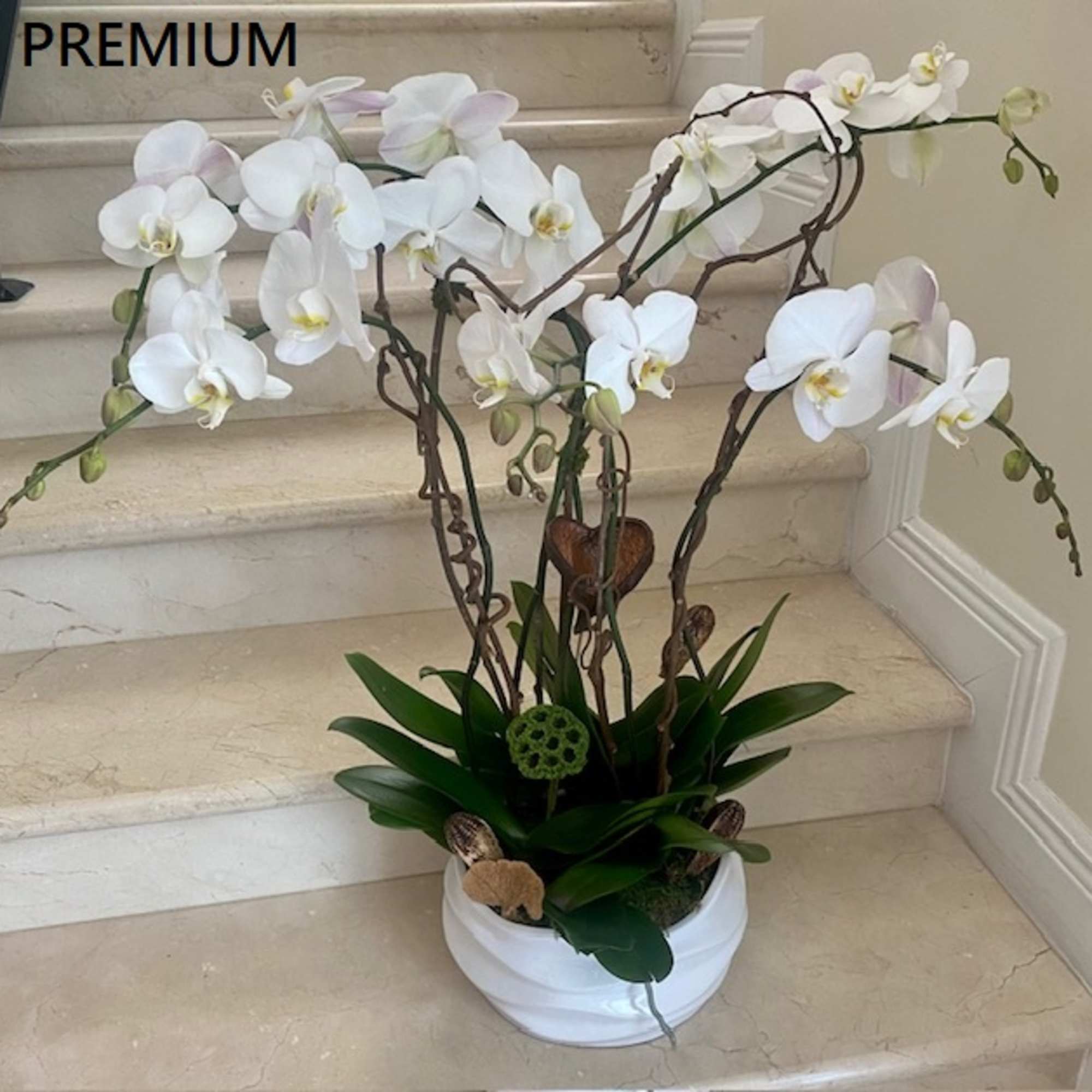 Premium white phalaenopsis orchids with curly branches in a white ceramic pot