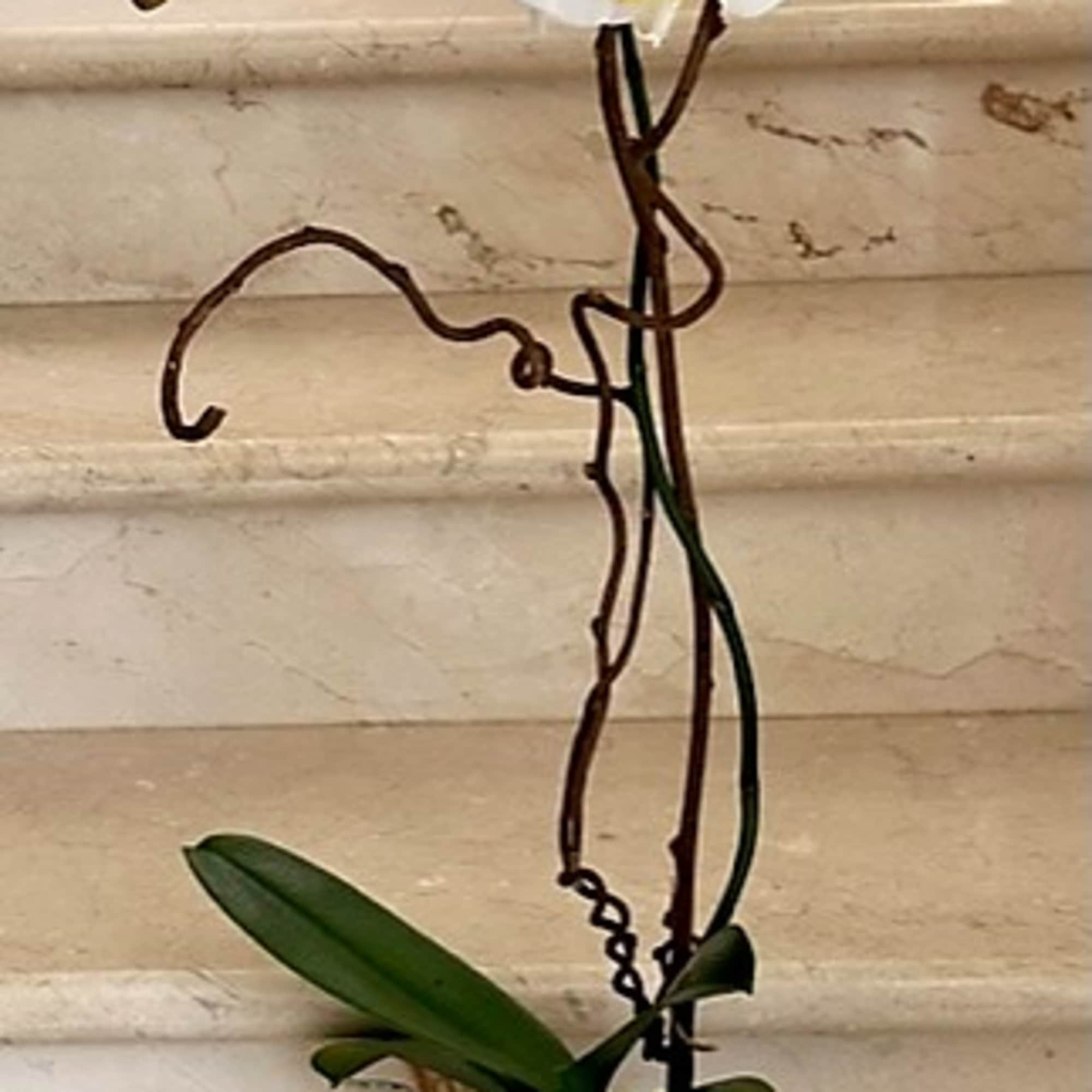 Tall white orchid plant with curved branches in a white square pot