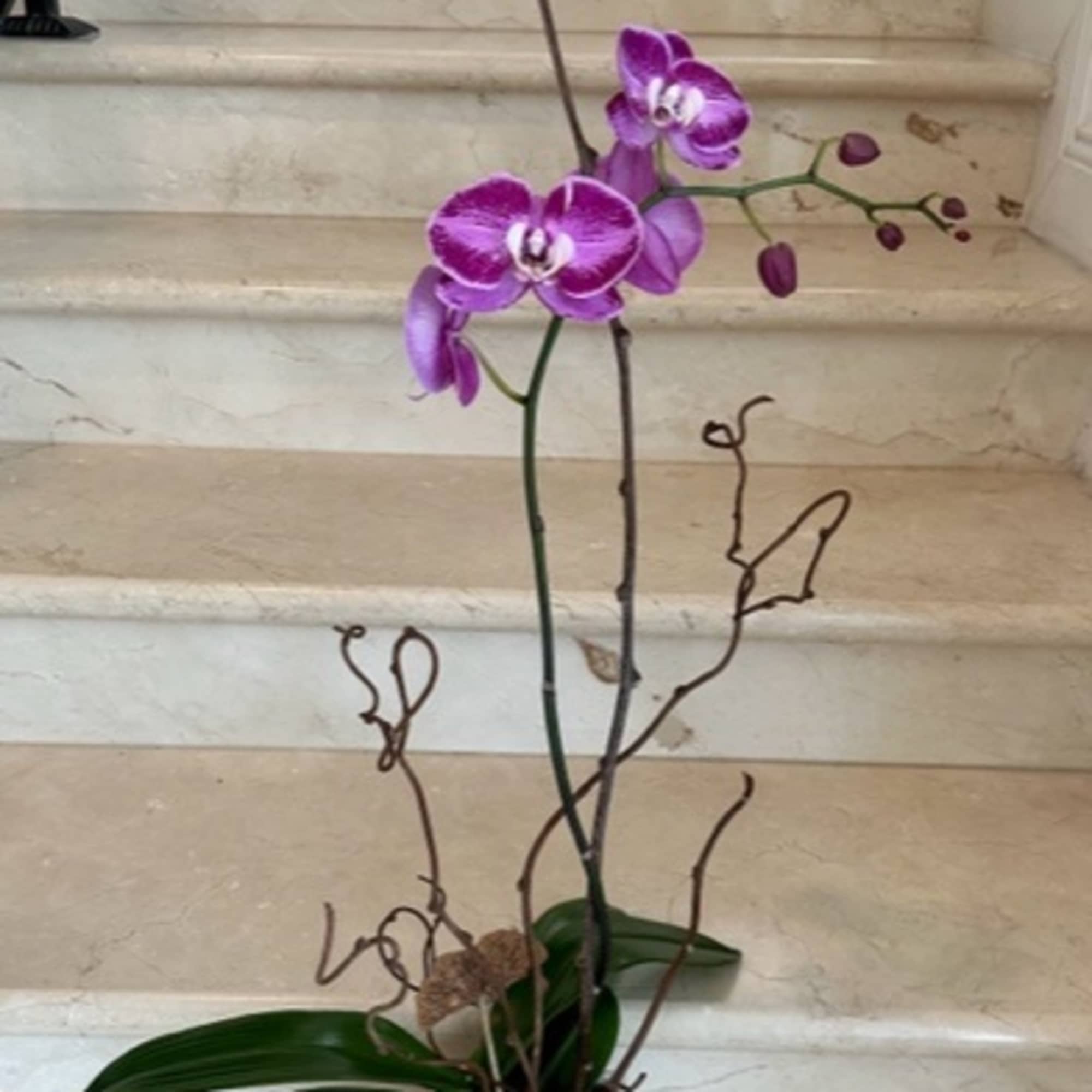 Tall potted purple phalaenopsis orchid with buds in a white square pot