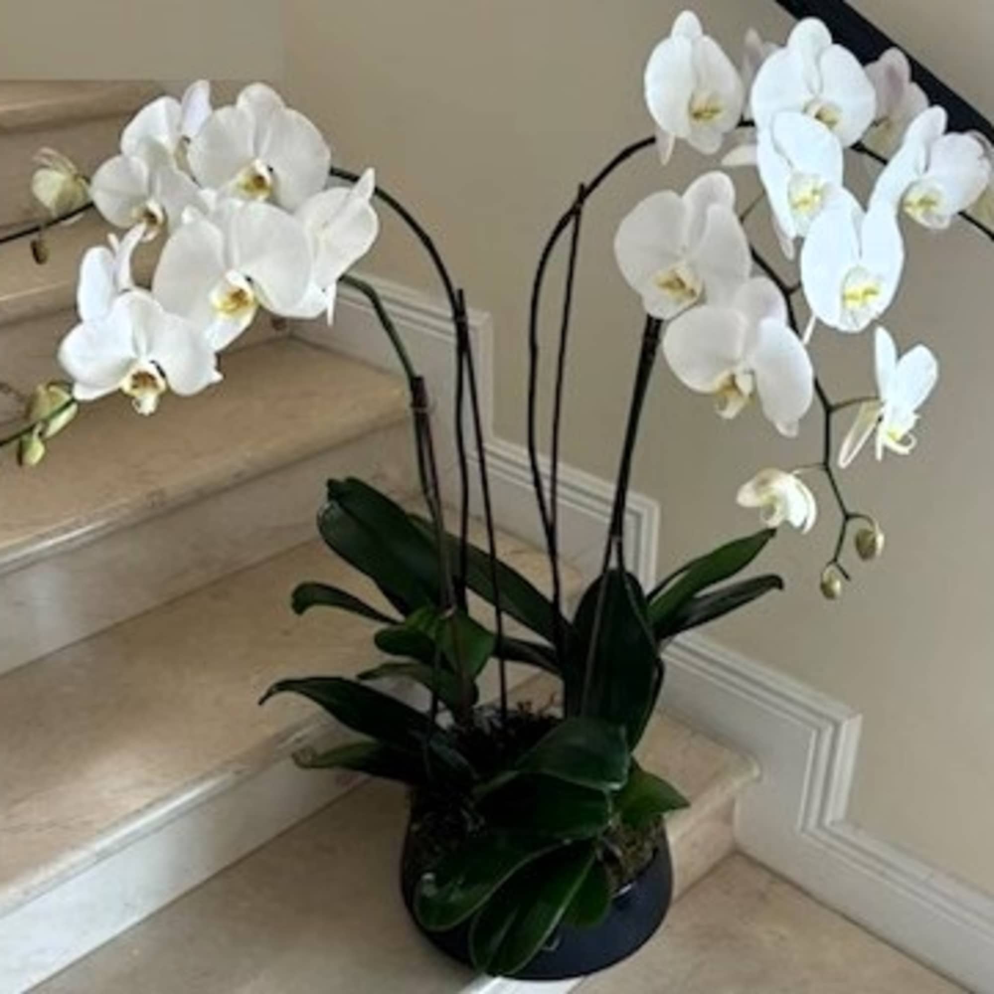 Potted white orchid plant with arching blooms in a low black container
