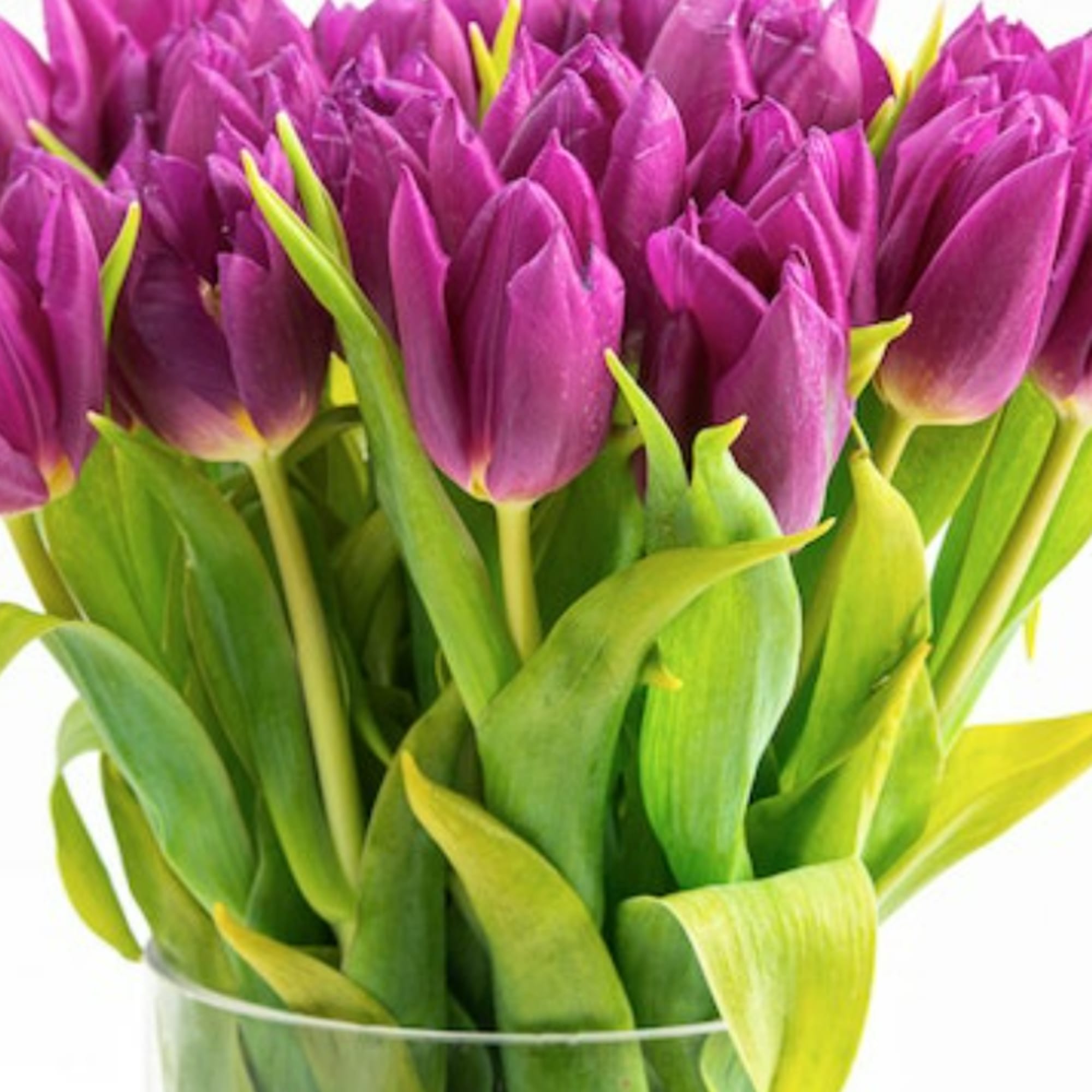 Cluster of purple tulips with green stems arranged in a clear glass vase
