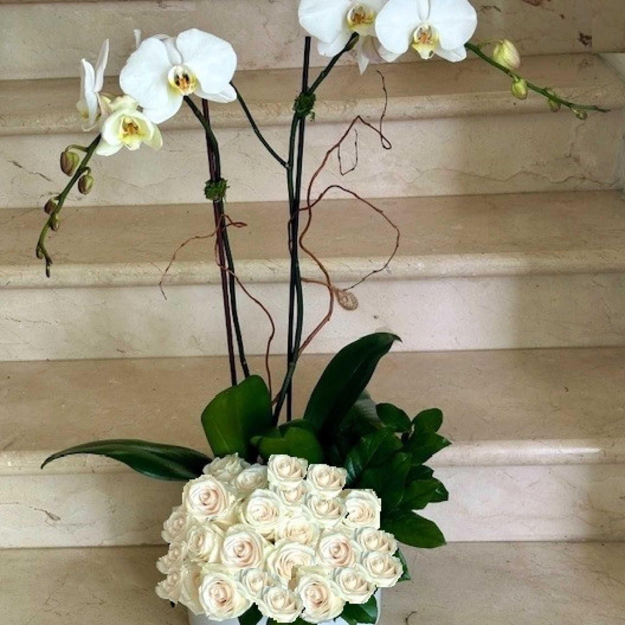 Tall white orchid stems rise above clustered cream roses in a round white box container.