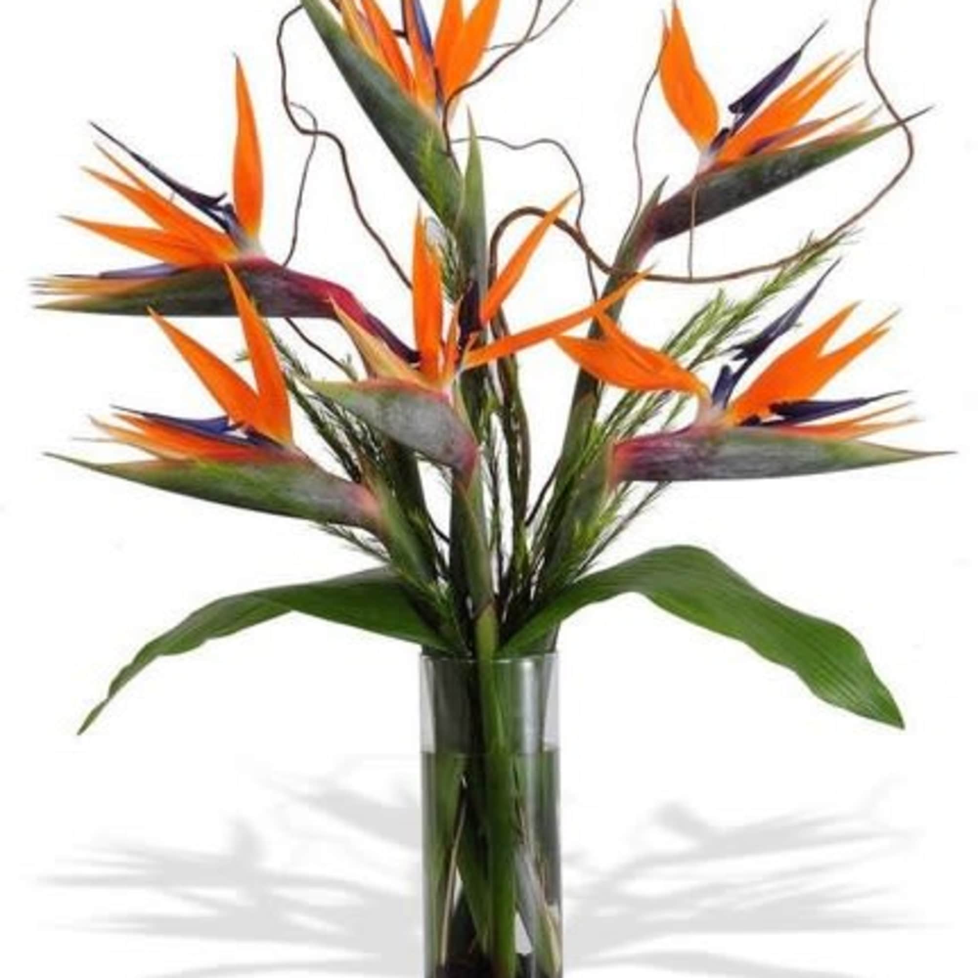 Bird of paradise flowers in a tall glass vase