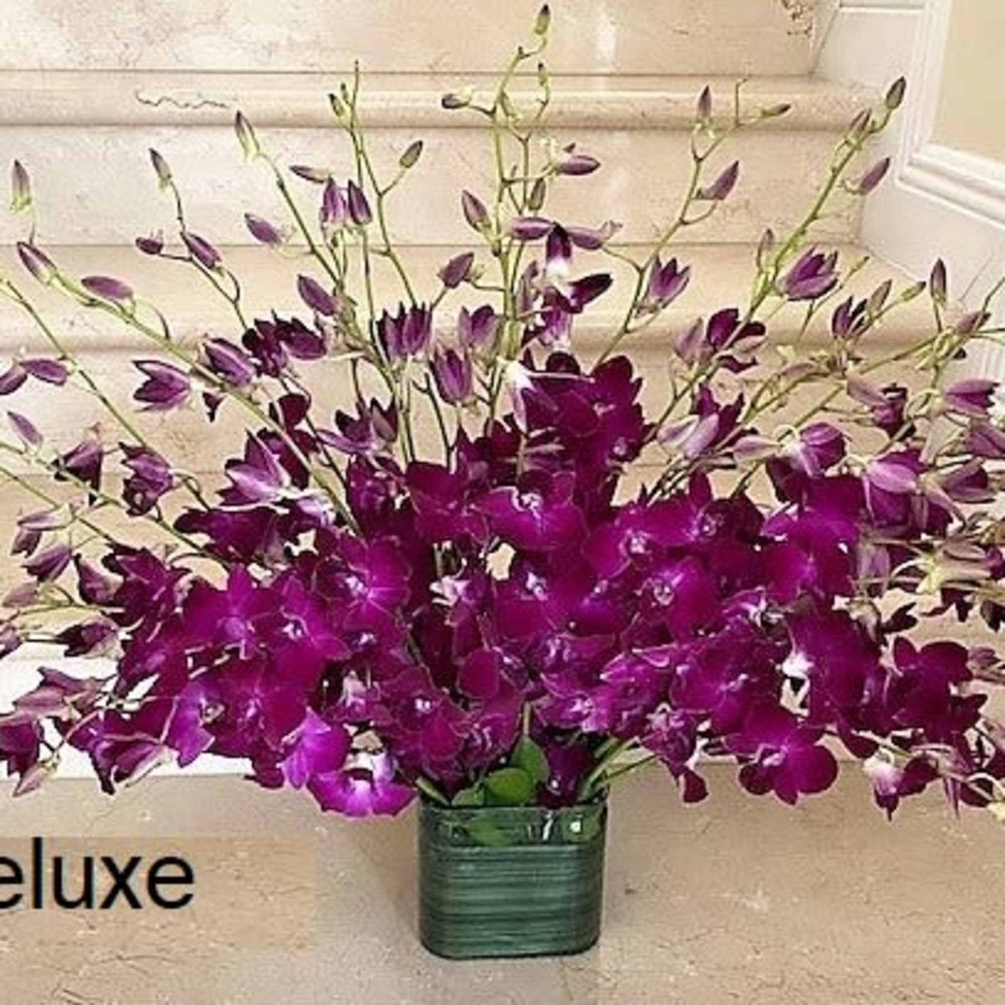 Large fan-shaped arrangement of deep purple orchids in a green glass vase